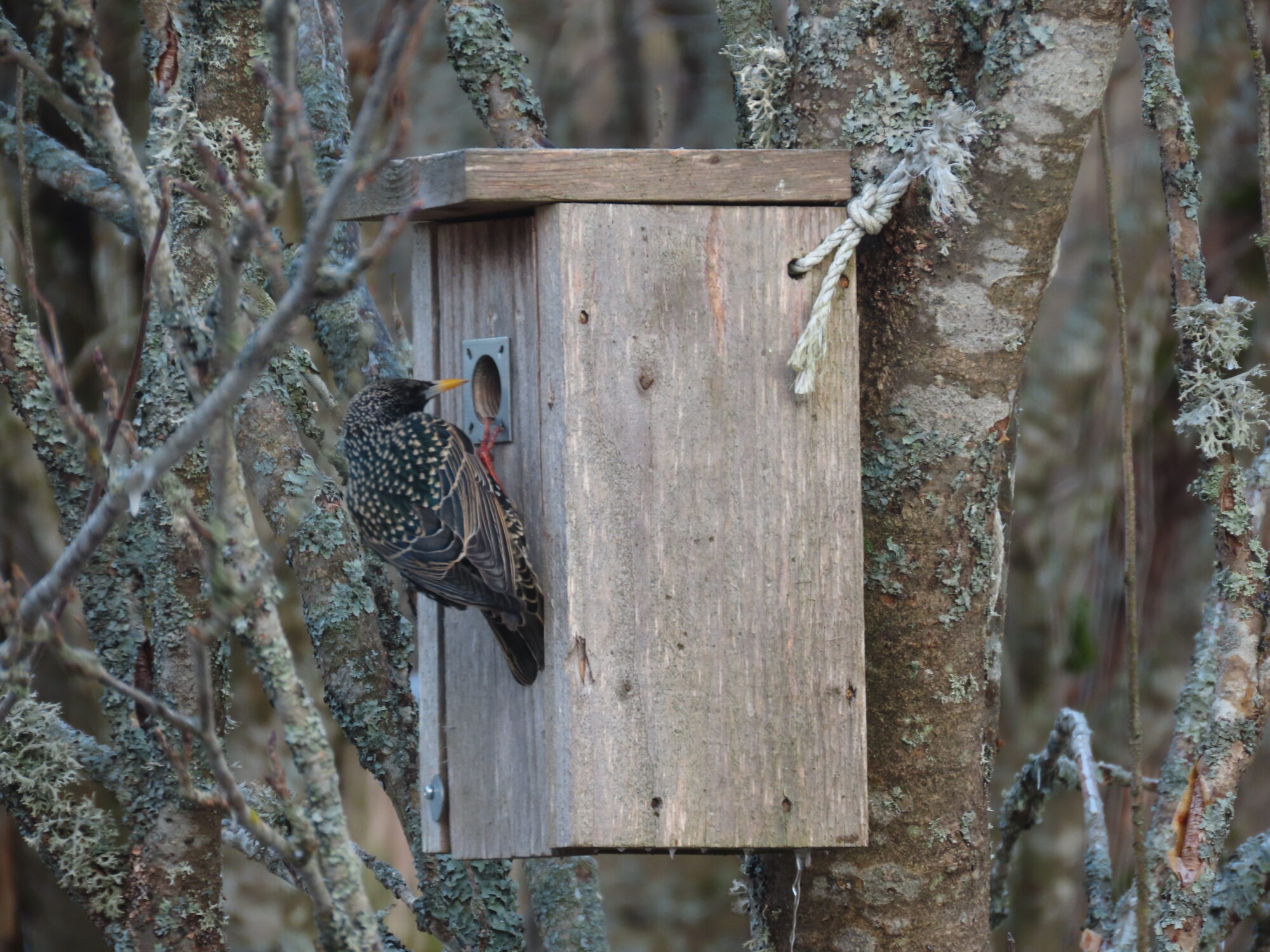 Valokuvaaja: Mirja Suoknuuti