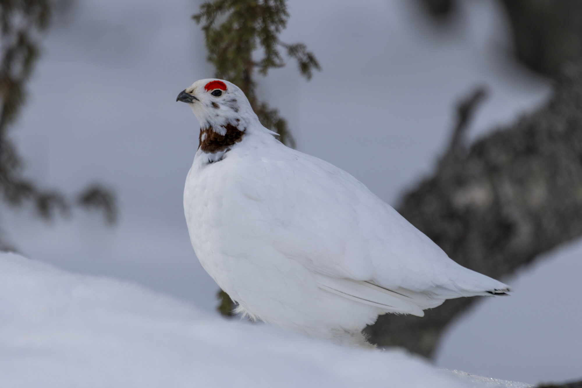 Valokuvaaja: Hannu Tikkanen