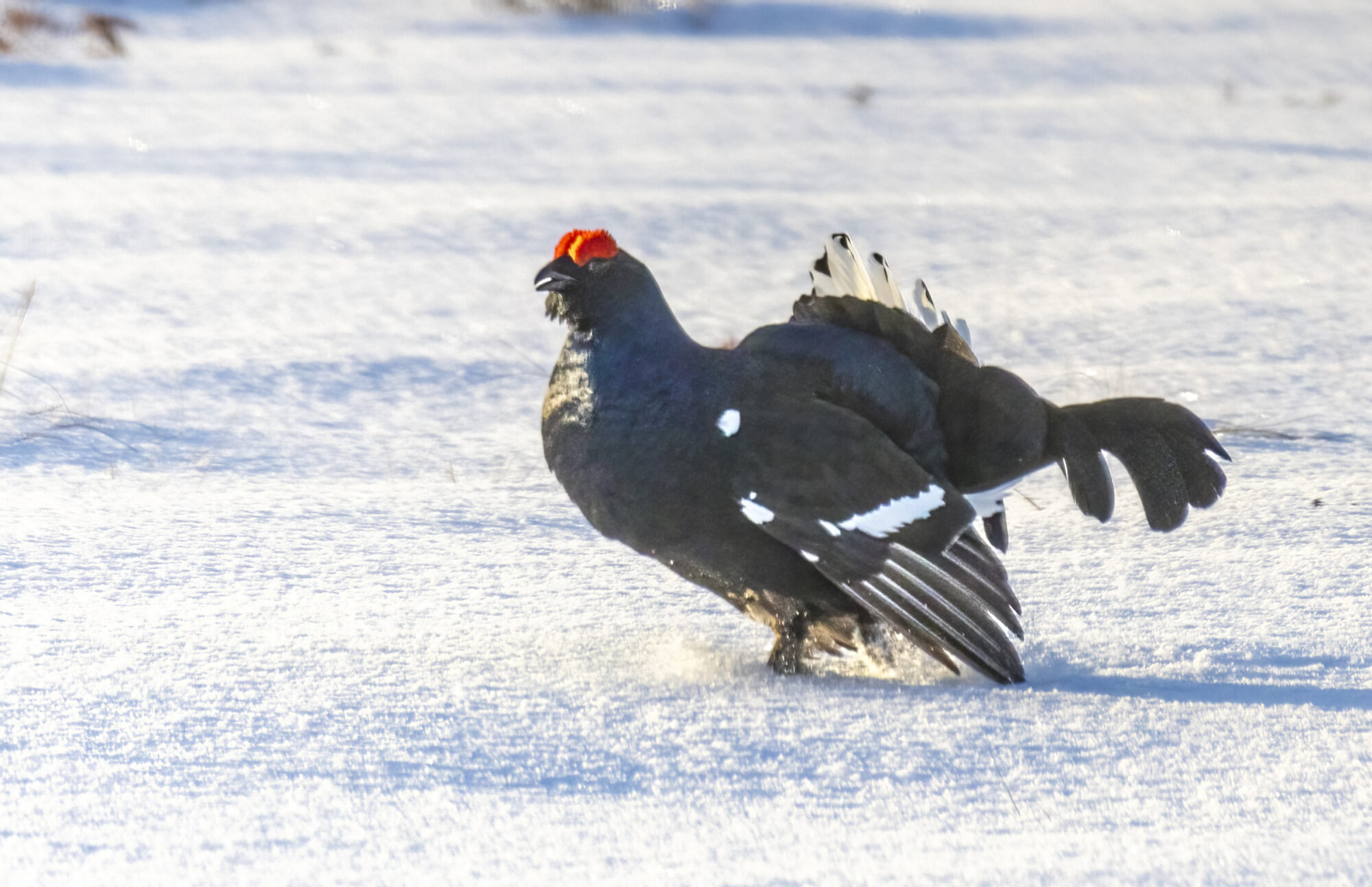 Valokuvaaja: Hannu Tikkanen Valokuvaaja: Hannu Tikkanen