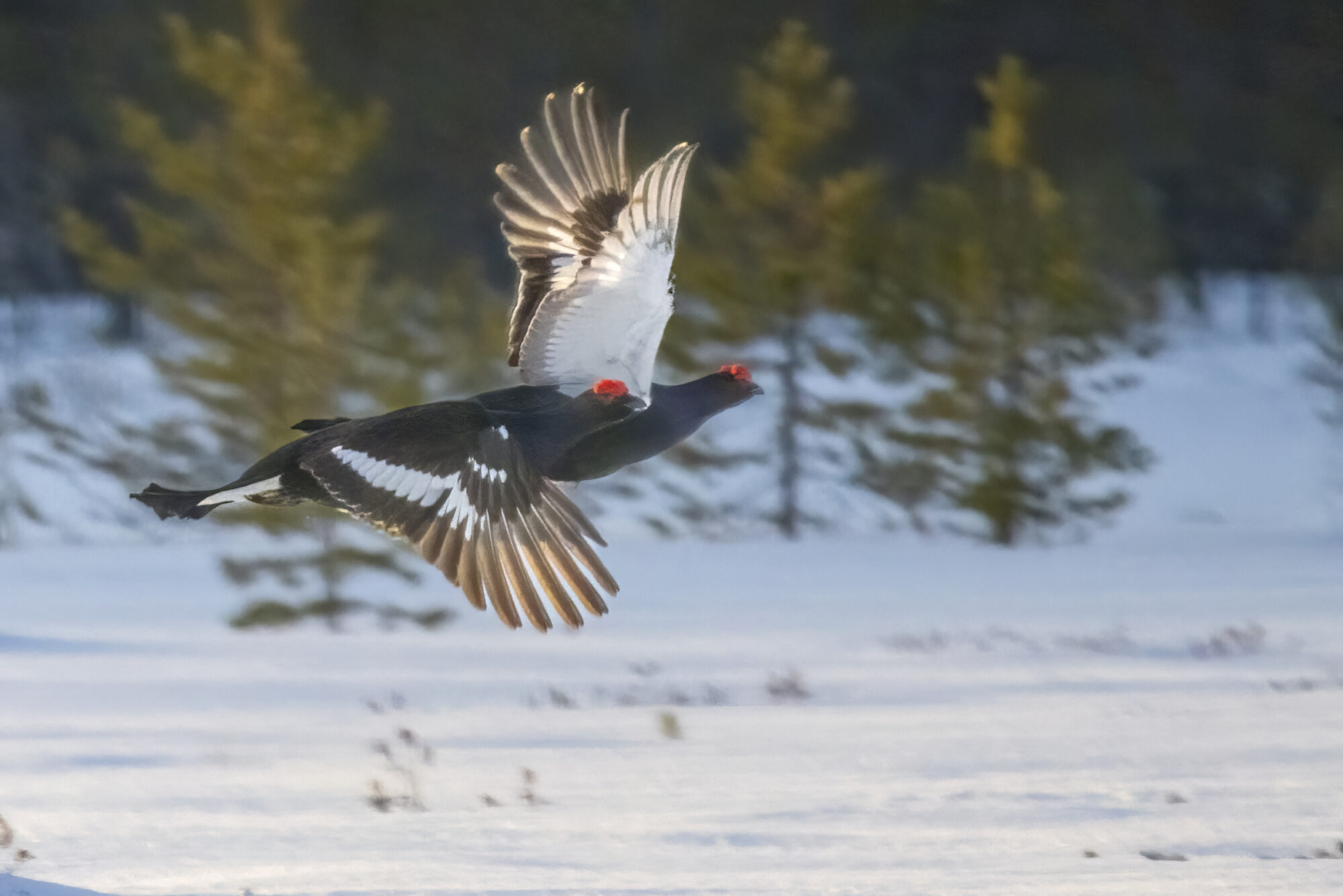 Valokuvaaja: Hannu Tikkanen