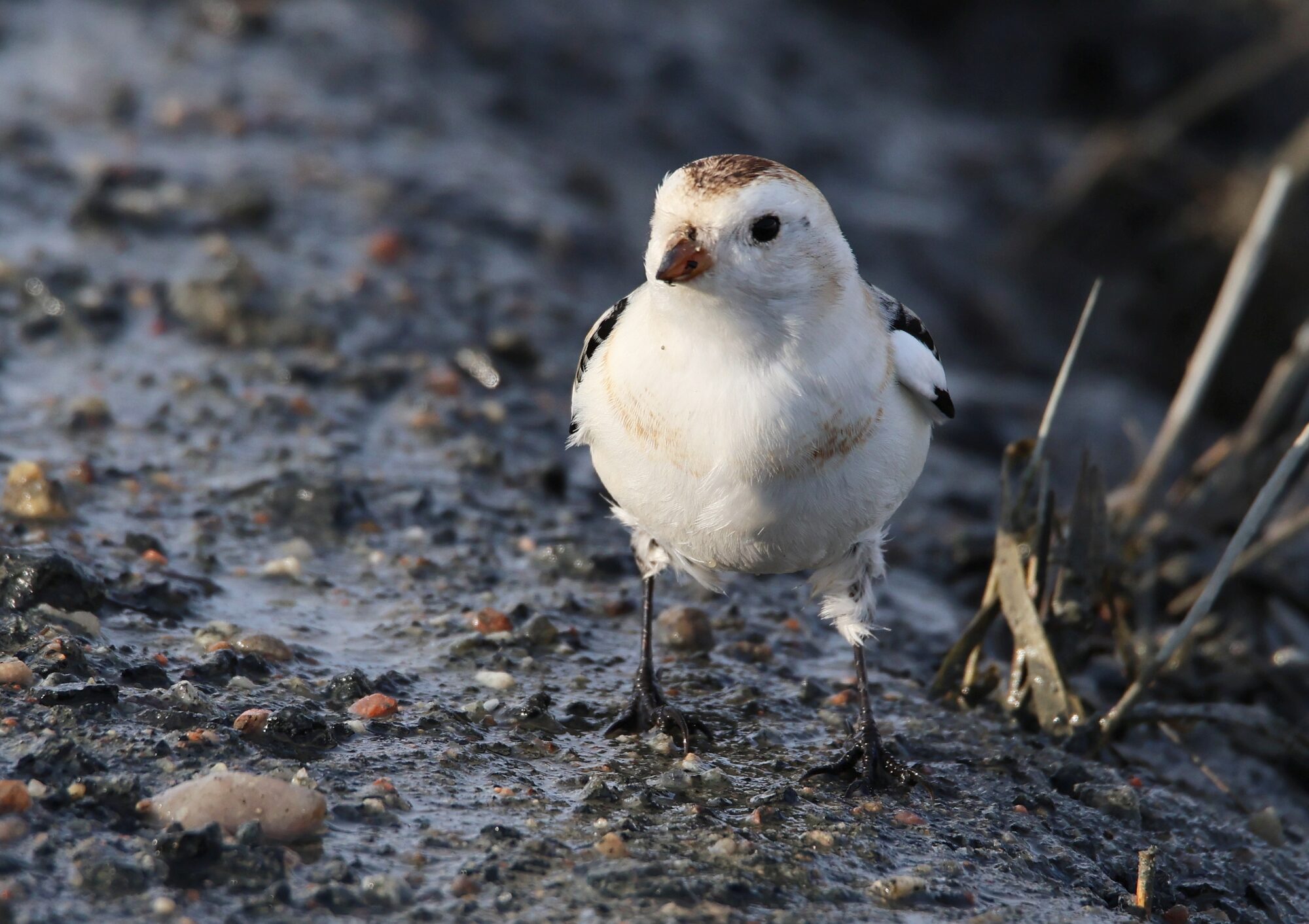 Valokuvaaja: Jaana Saarelainen