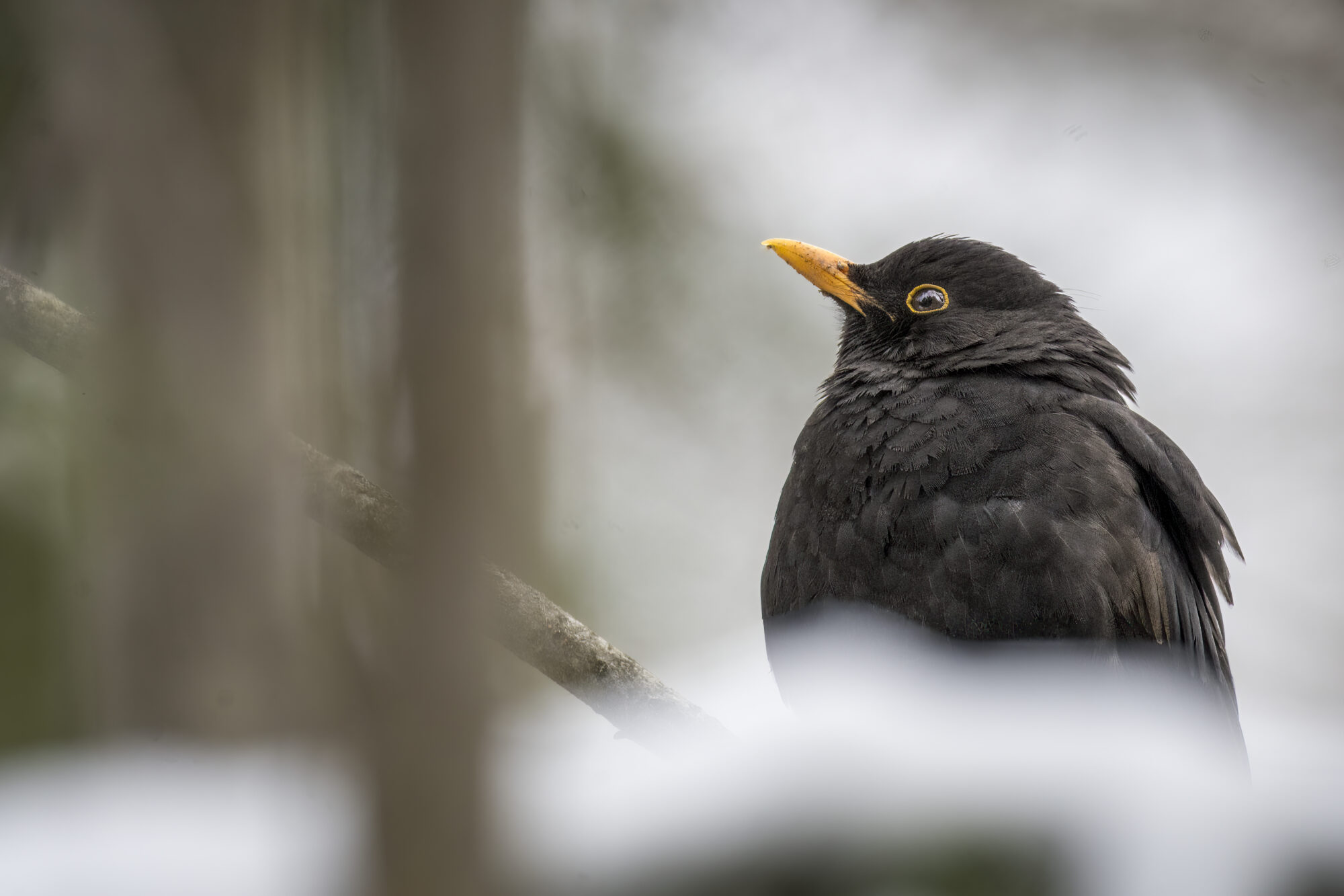 Valokuvaaja: Risto Lavi