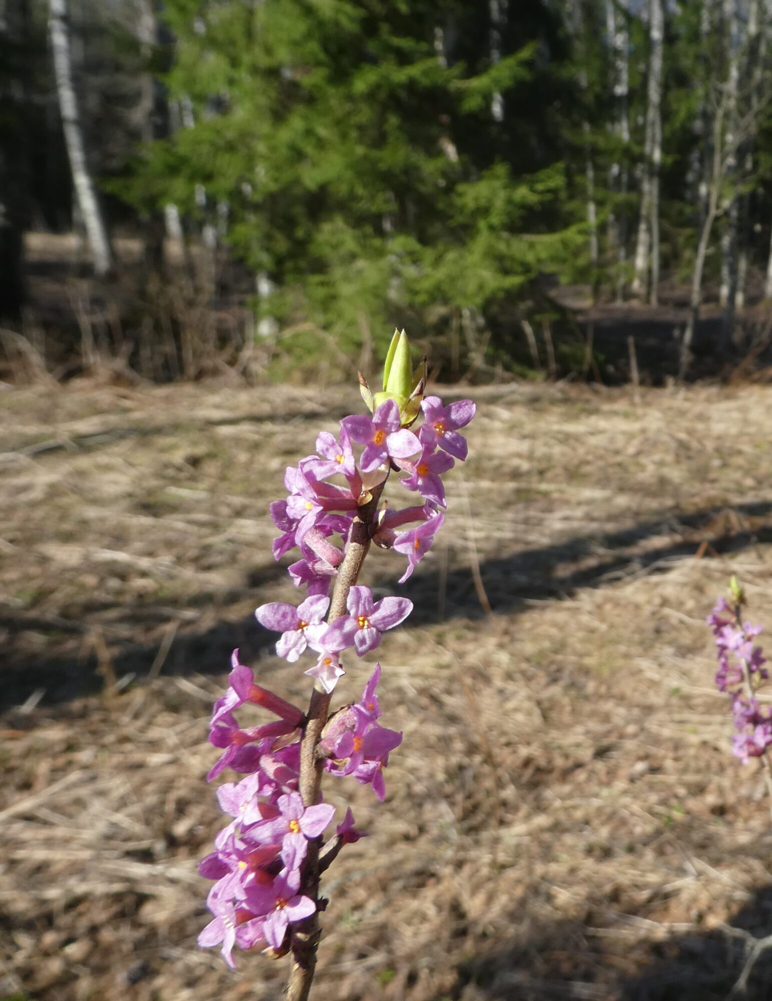 Valokuvaaja: Anja Mustamaa