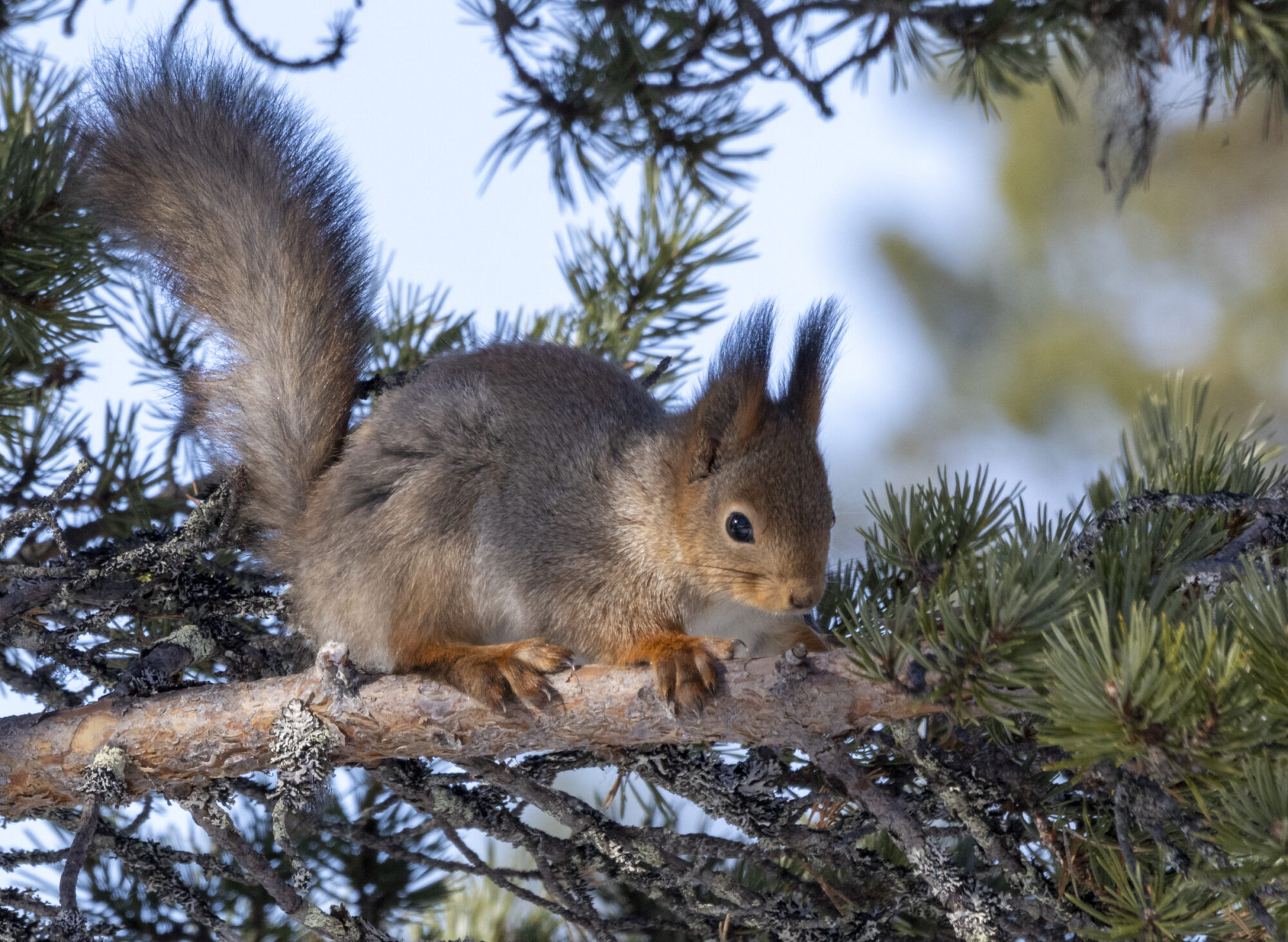 Valokuvaaja: Hannu Tikkanen Valokuvaaja: Hannu Tikkanen