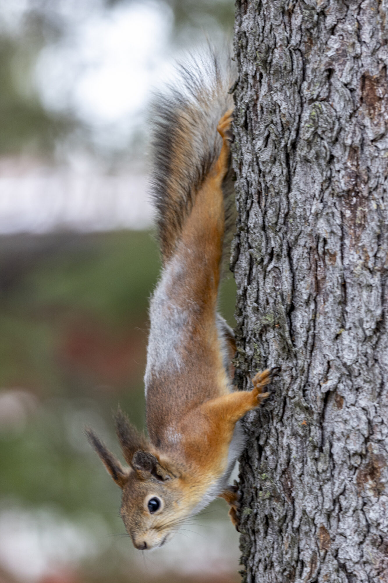 Valokuvaaja: Hannu Tikkanen