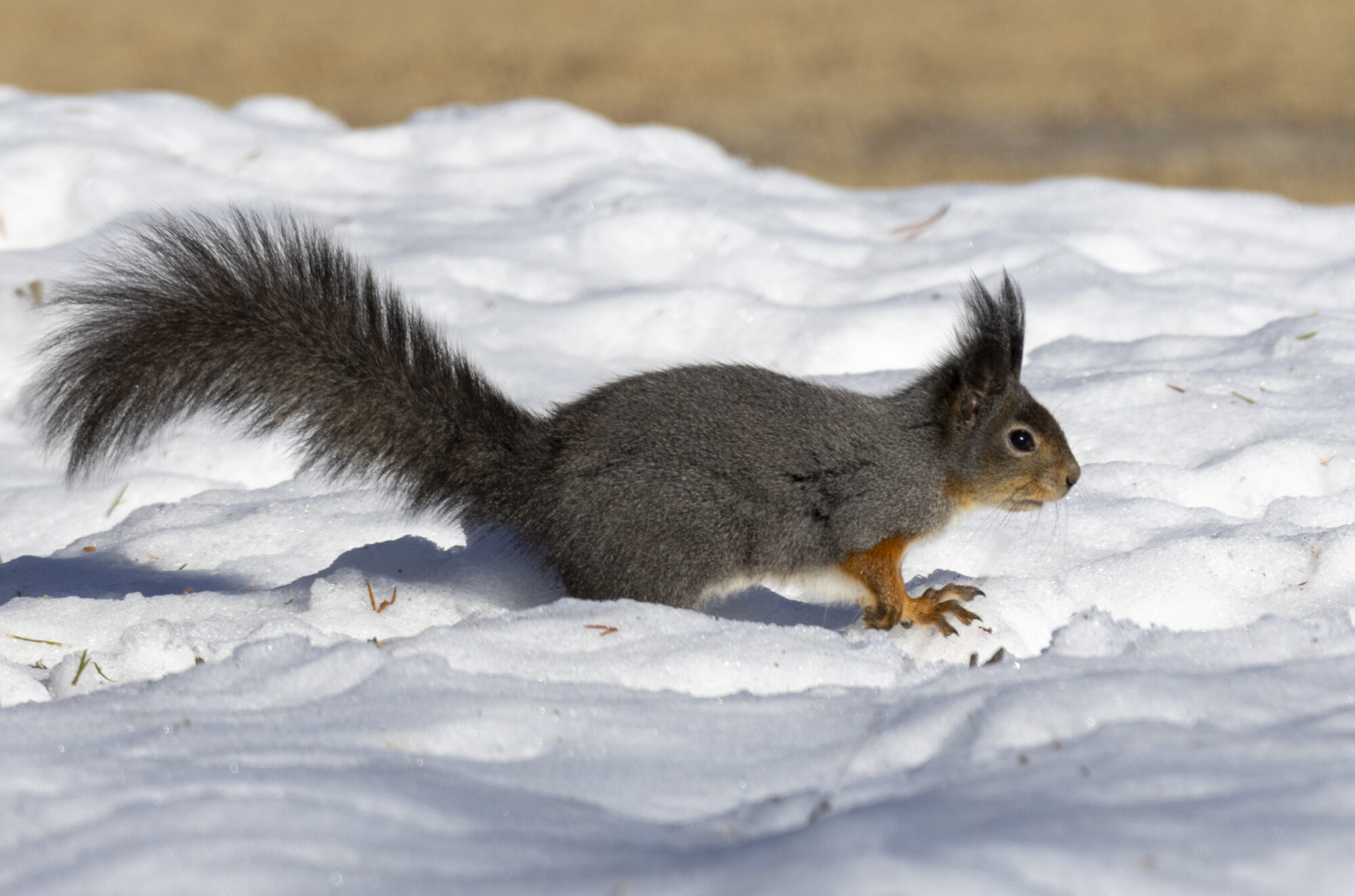 Valokuvaaja: Hannu Tikkanen Valokuvaaja: Hannu Tikkanen