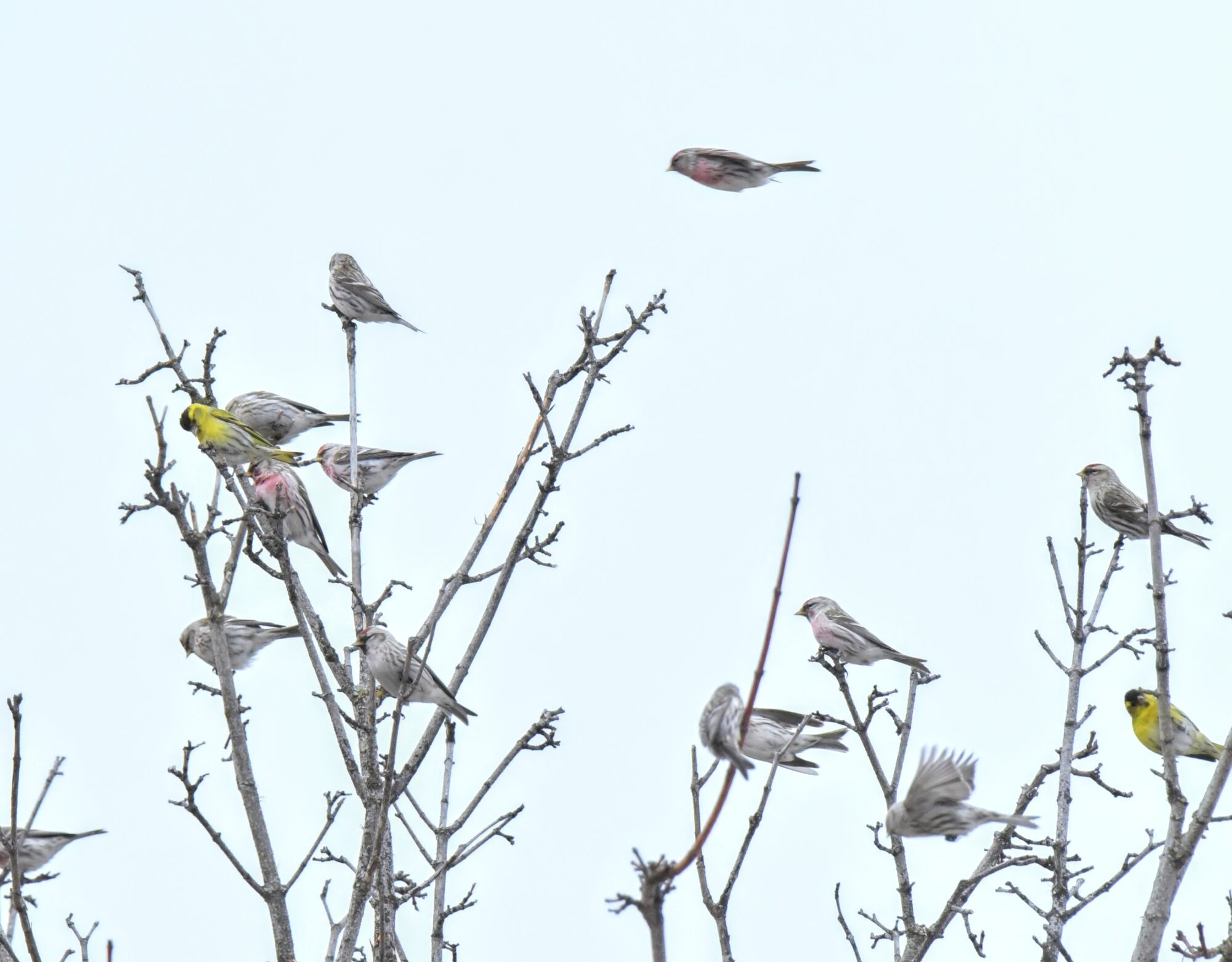 Valokuvaaja: Ritva Pietikäinen