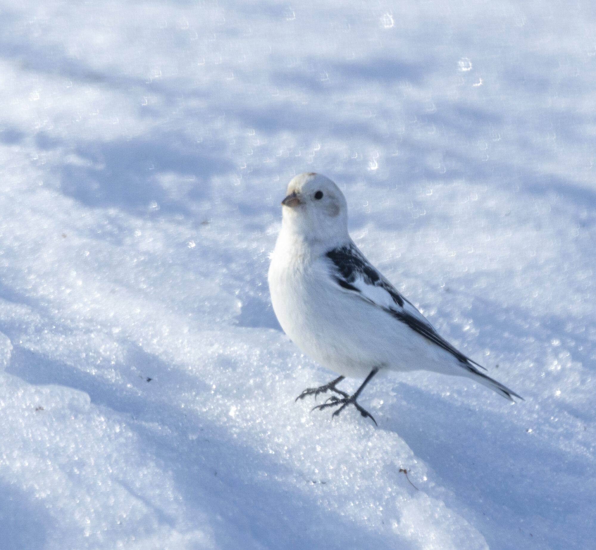 Valokuvaaja: Hannu Tikkanen