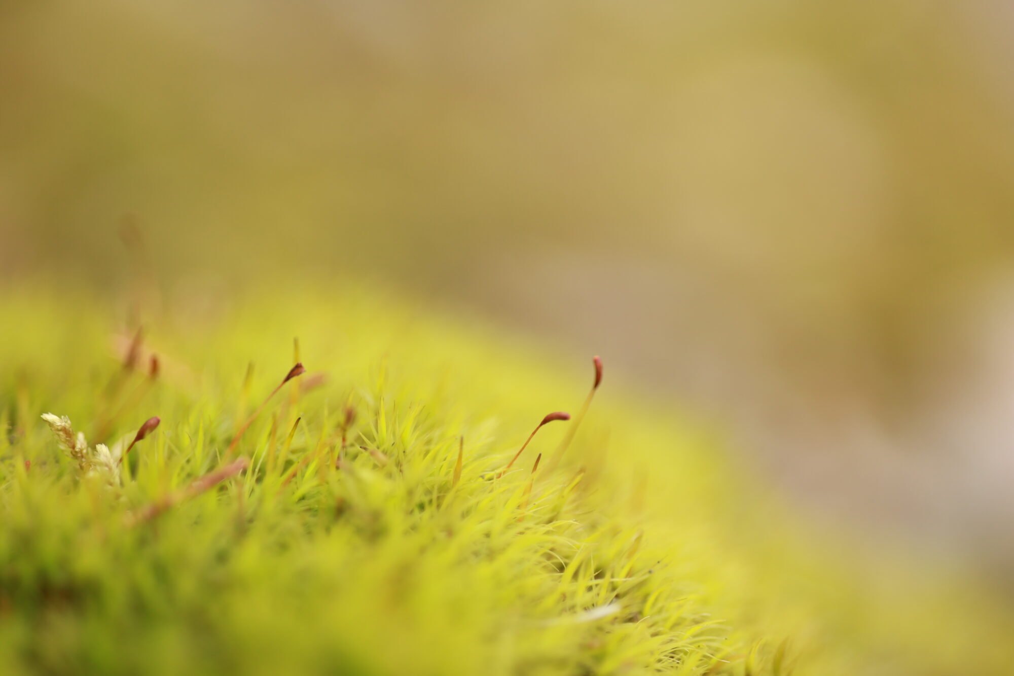 Valokuvaaja: Armi Järvinen