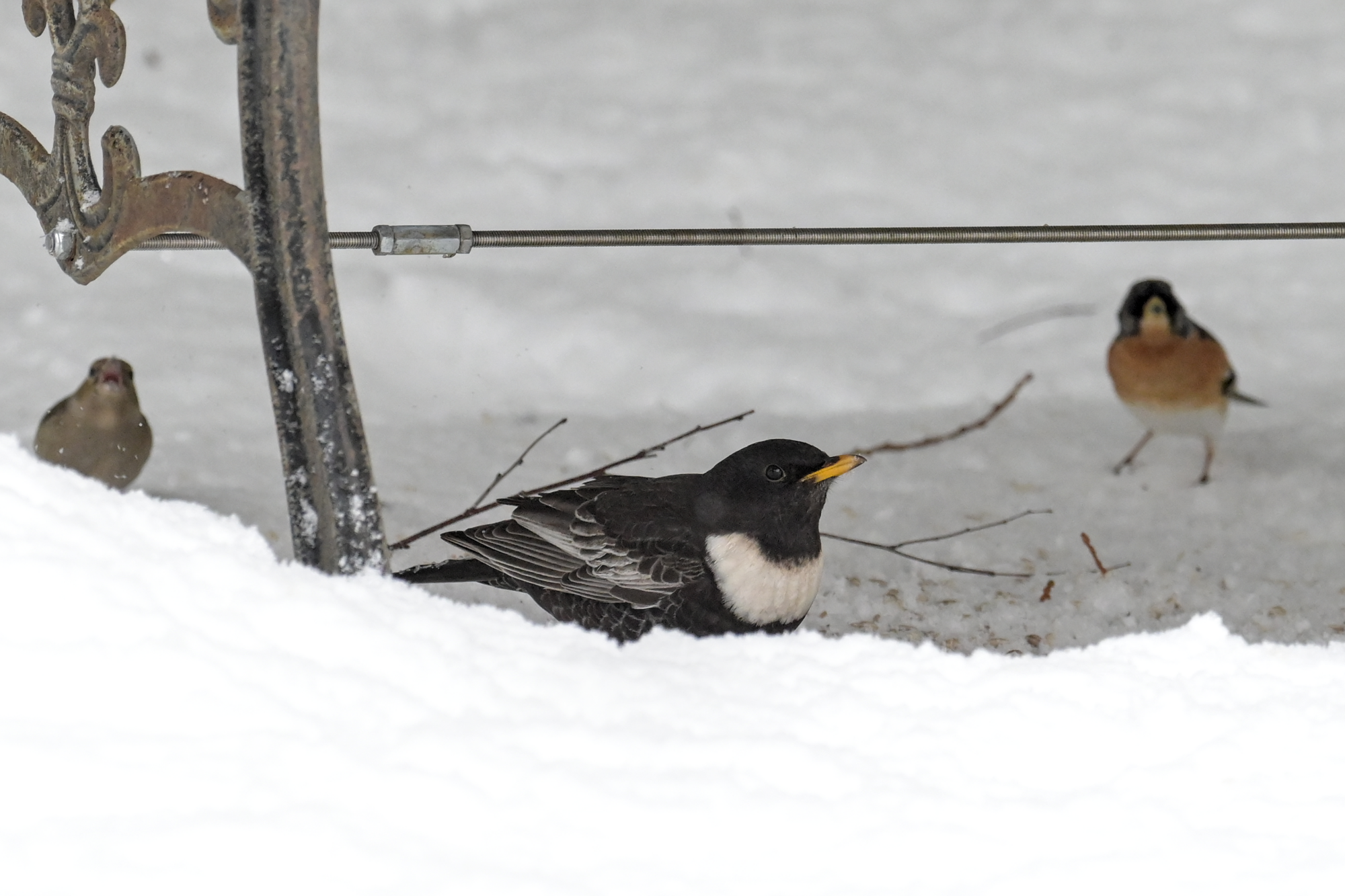 Valokuvaaja: Hannele Sartjärvi