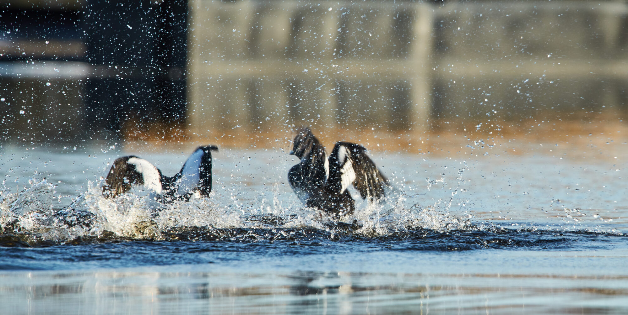 Valokuvaaja: Tarja Kouvo