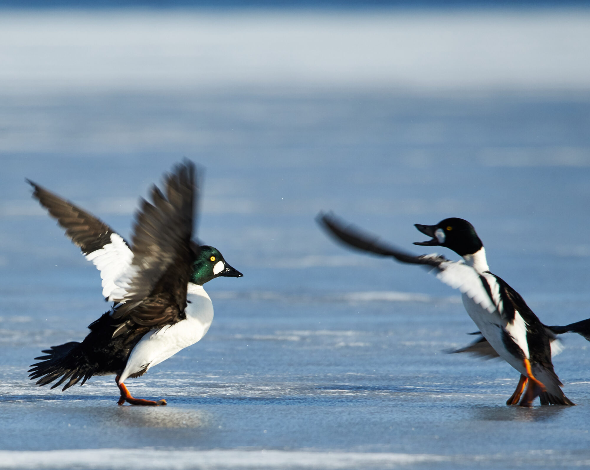 Valokuvaaja: Tarja Kouvo Valokuvaaja: Tarja Kouvo