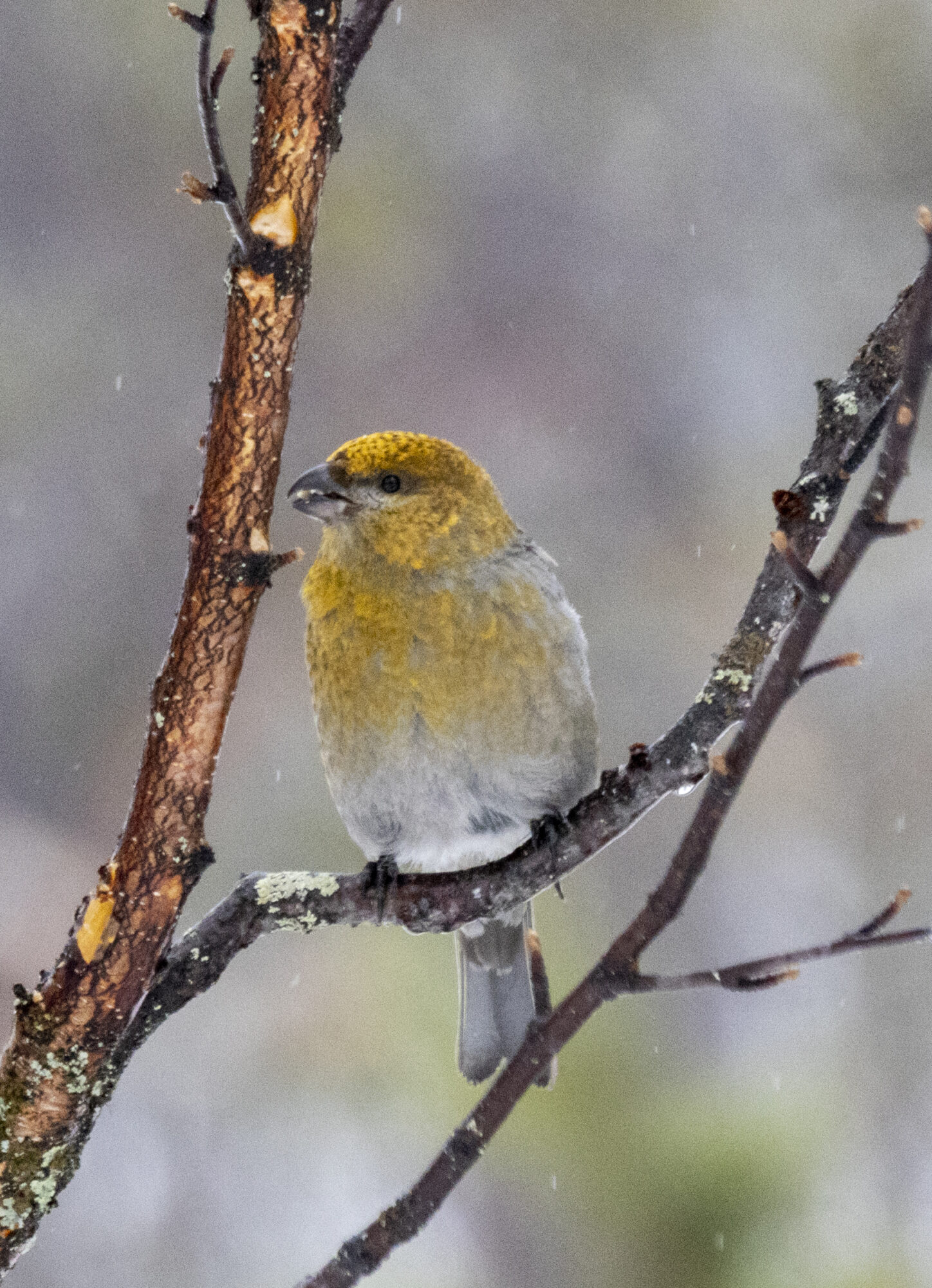 Valokuvaaja: Hannu Tikkanen