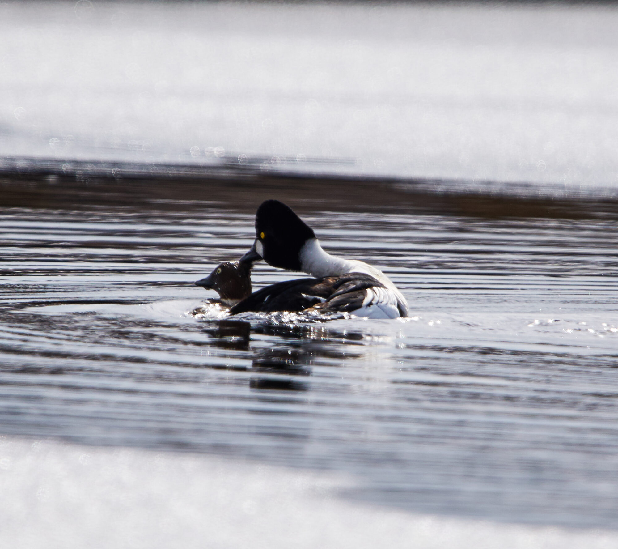 Valokuvaaja: Tarja Kouvo