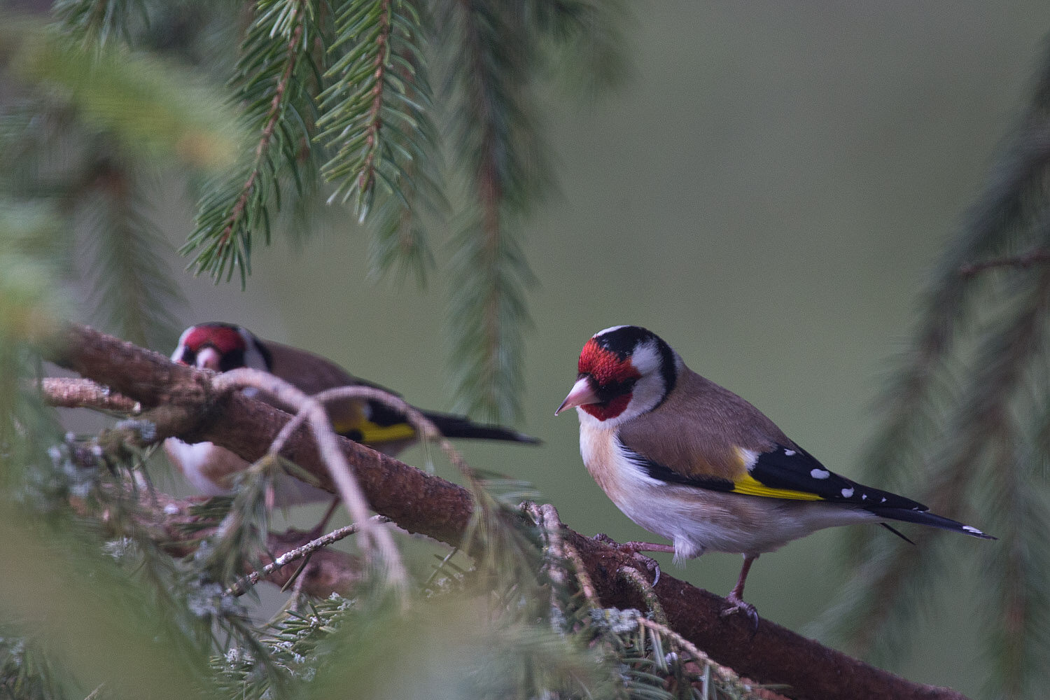 Valokuvaaja: Aarre Leskinen Valokuvaaja: Aarre Leskinen
