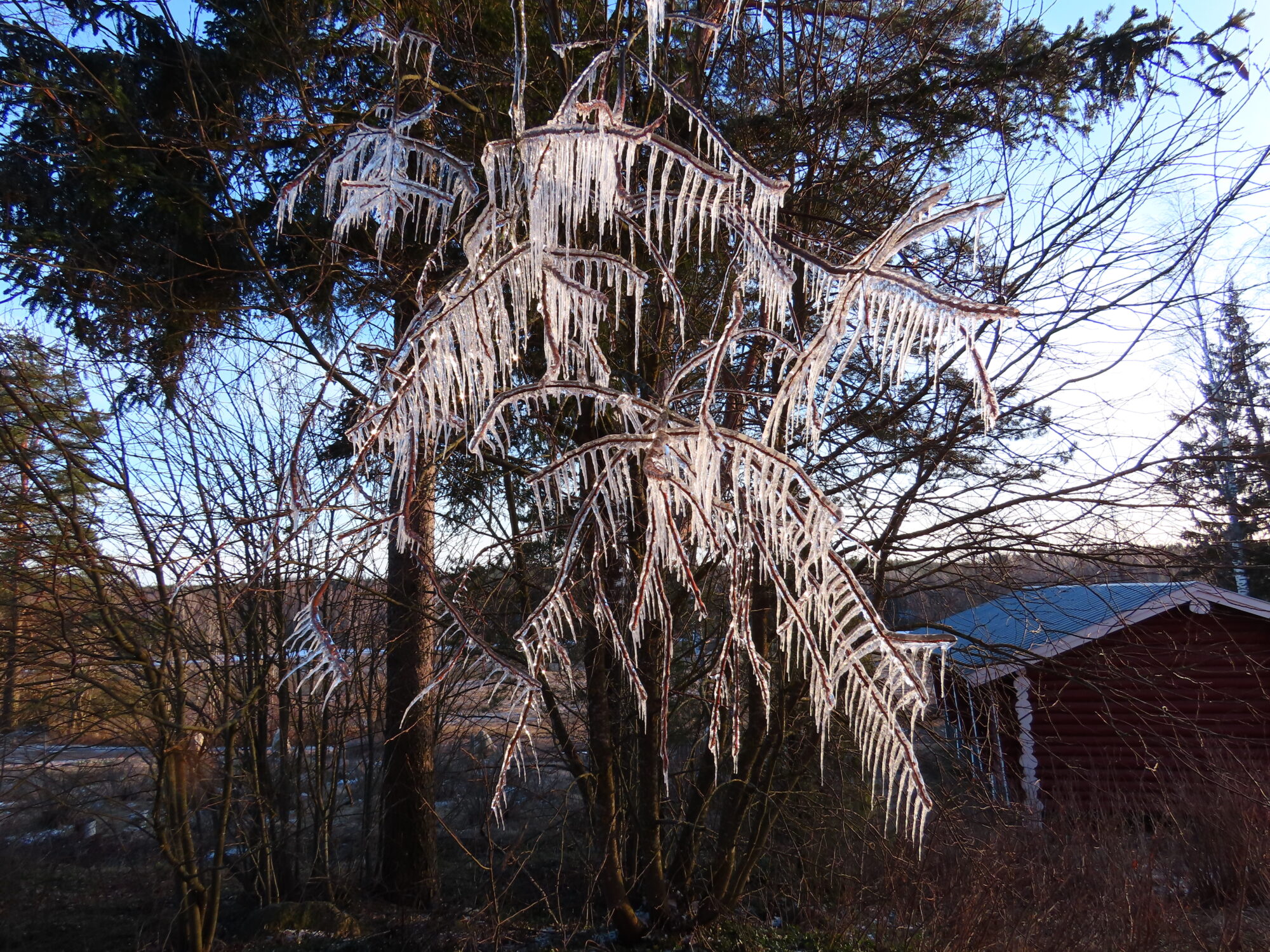 Valokuvaaja: Mirja Suoknuuti