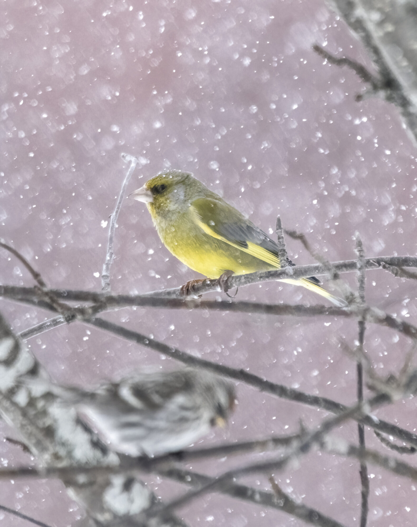 Valokuvaaja: Hannu Tikkanen