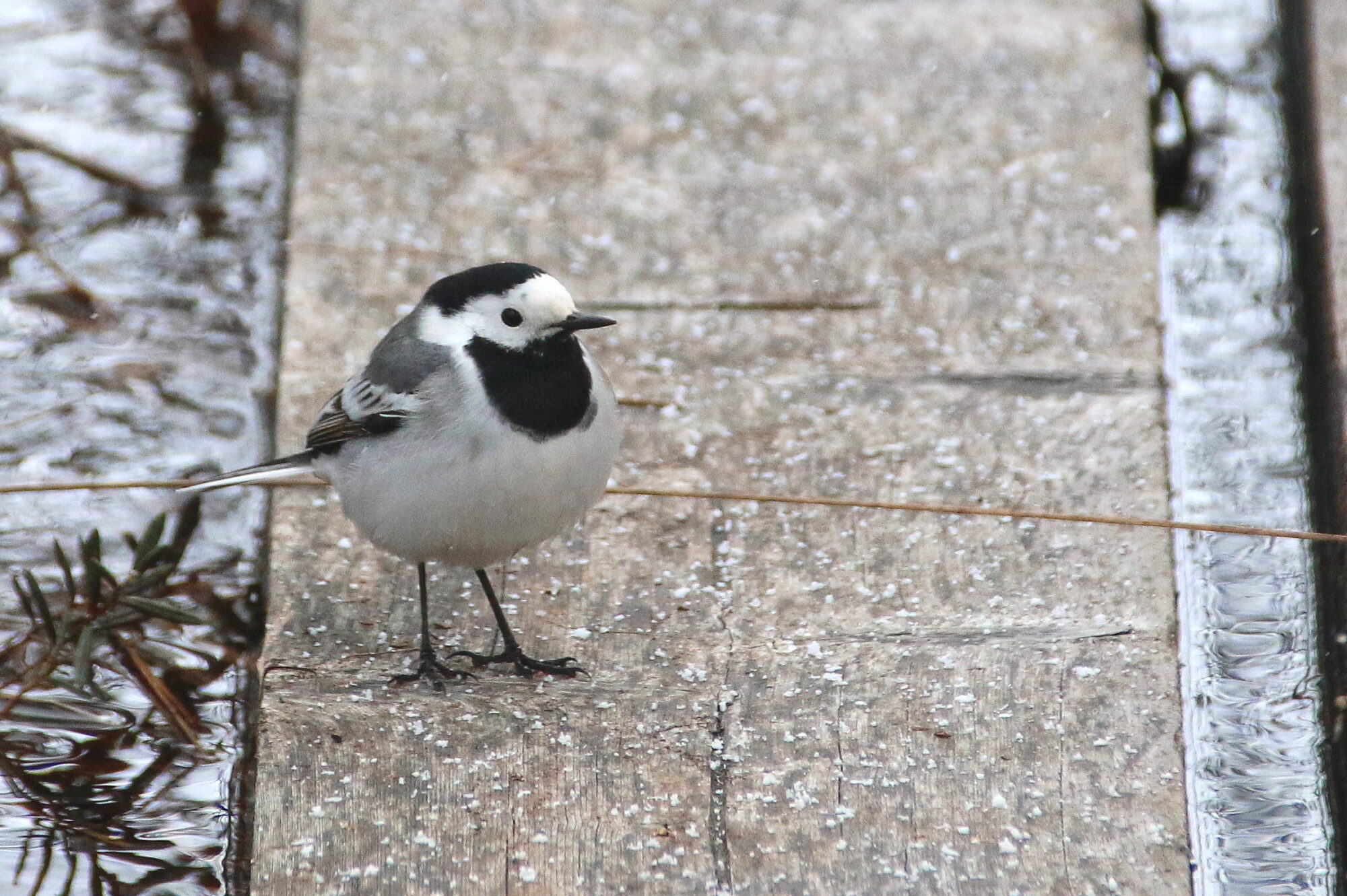 Valokuvaaja: Tuukka Pahtamaa