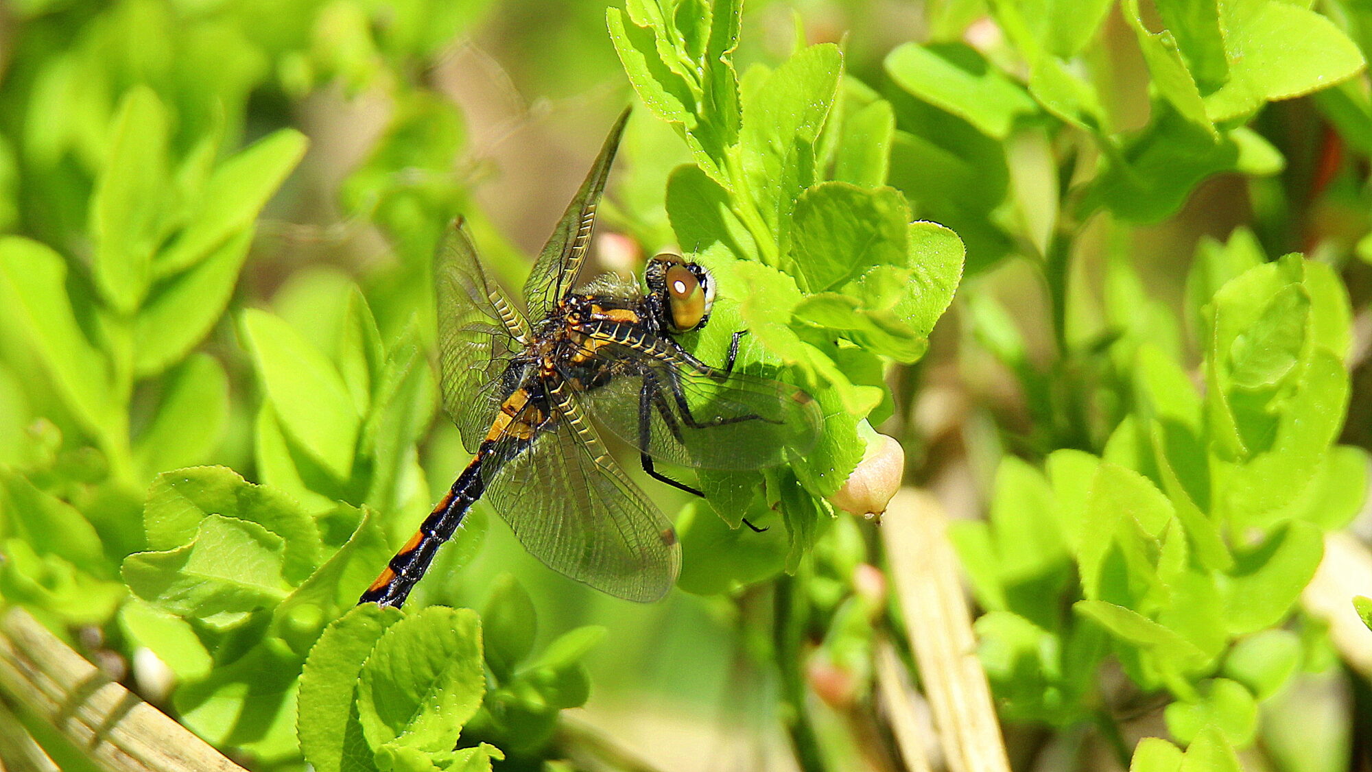 Valokuvaaja: sirpa Jyske