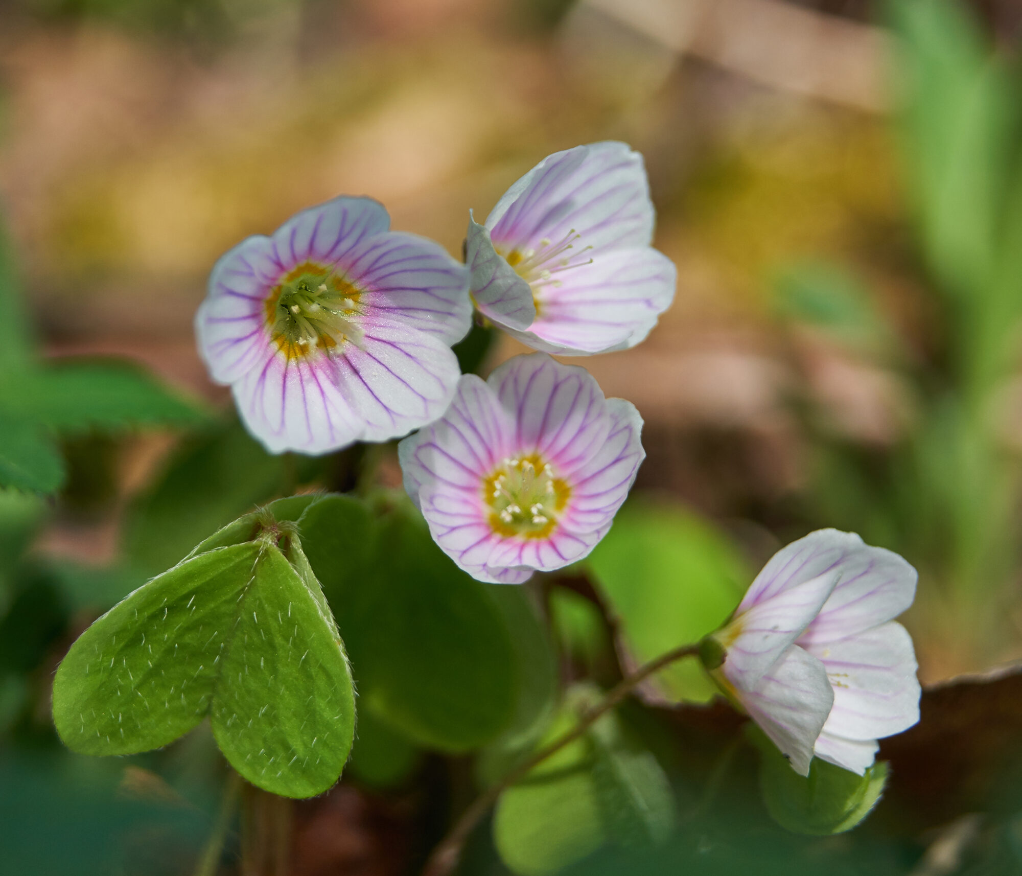 Valokuvaaja: Tarja Kouvo