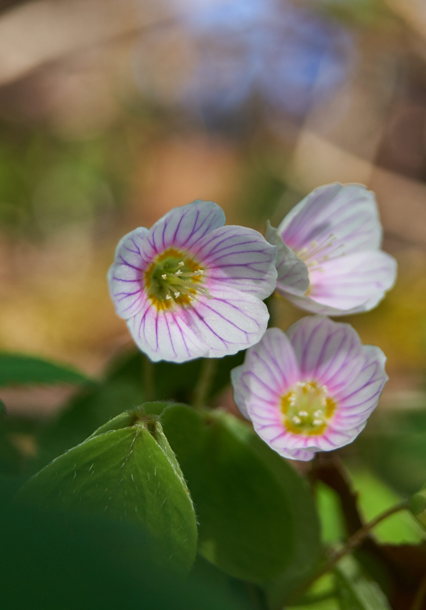 Valokuvaaja: Tarja Kouvo