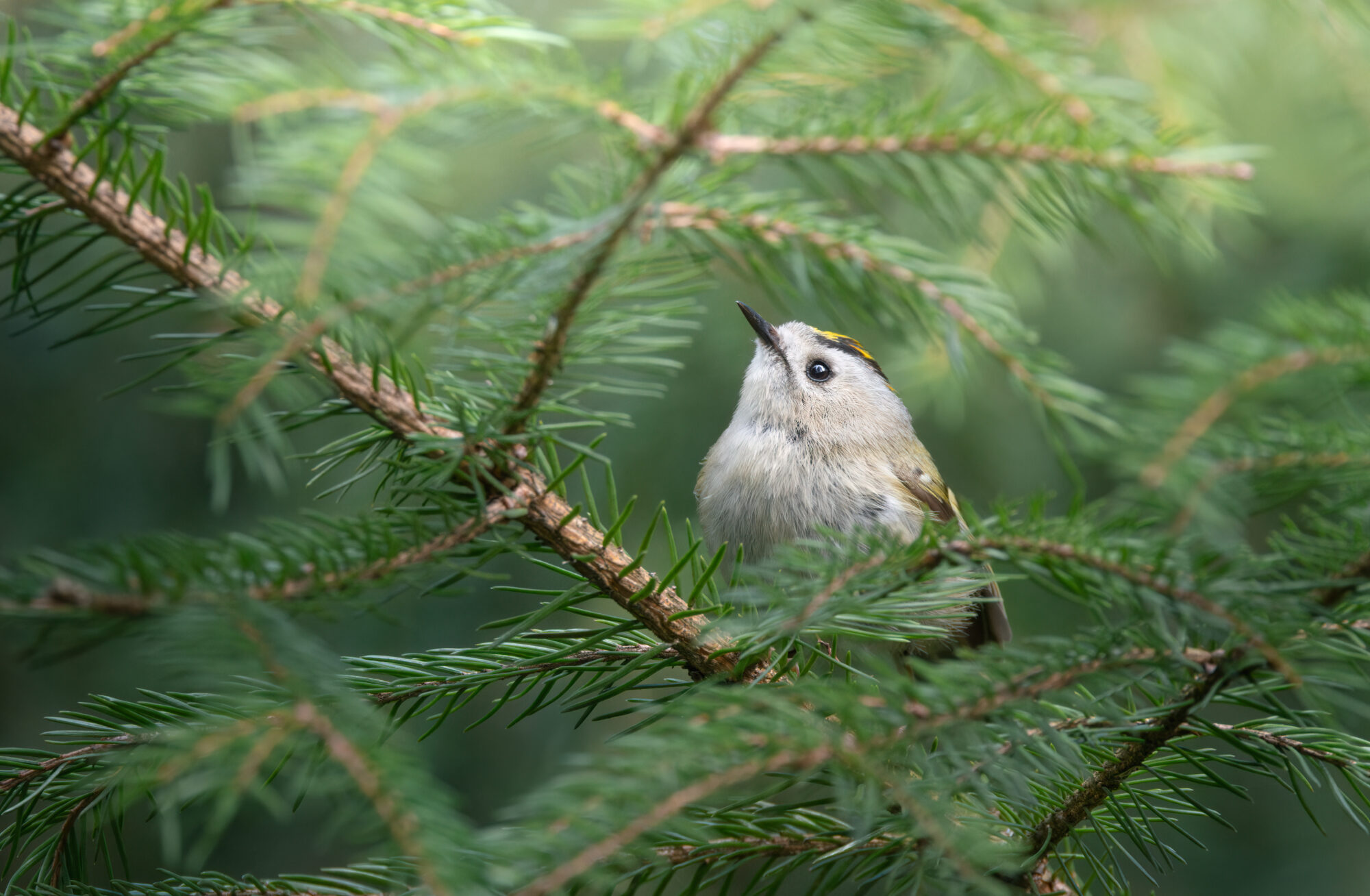 Valokuvaaja: Laura Lehtola
