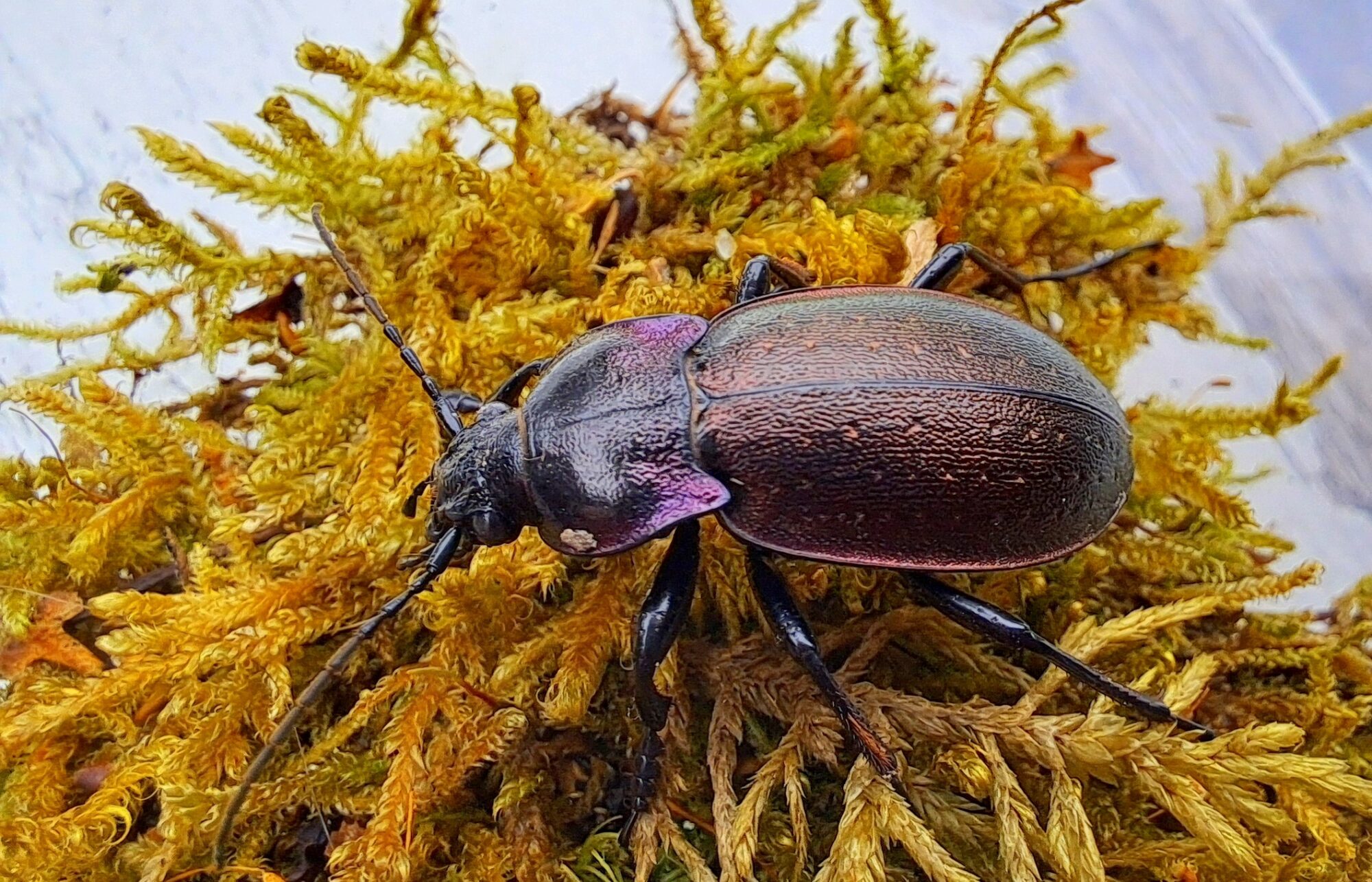 Valokuvaaja: Irja Lehtinen