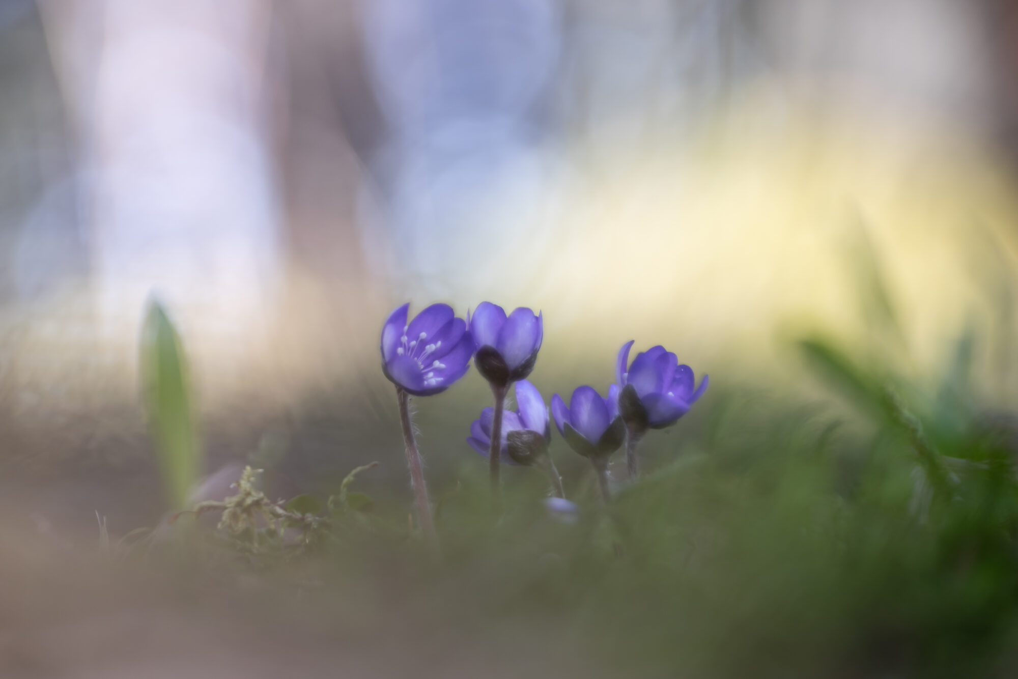 Valokuvaaja: Anne Patana Valokuvaaja: Anne Patana
