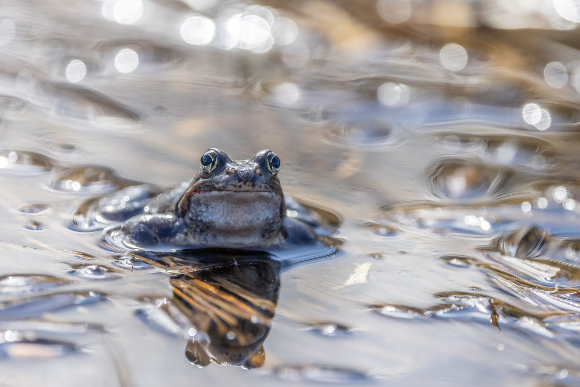 Valokuvaaja: Anne Patana