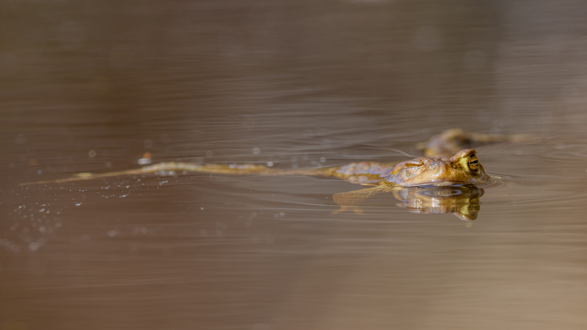 Valokuvaaja: Anne Patana
