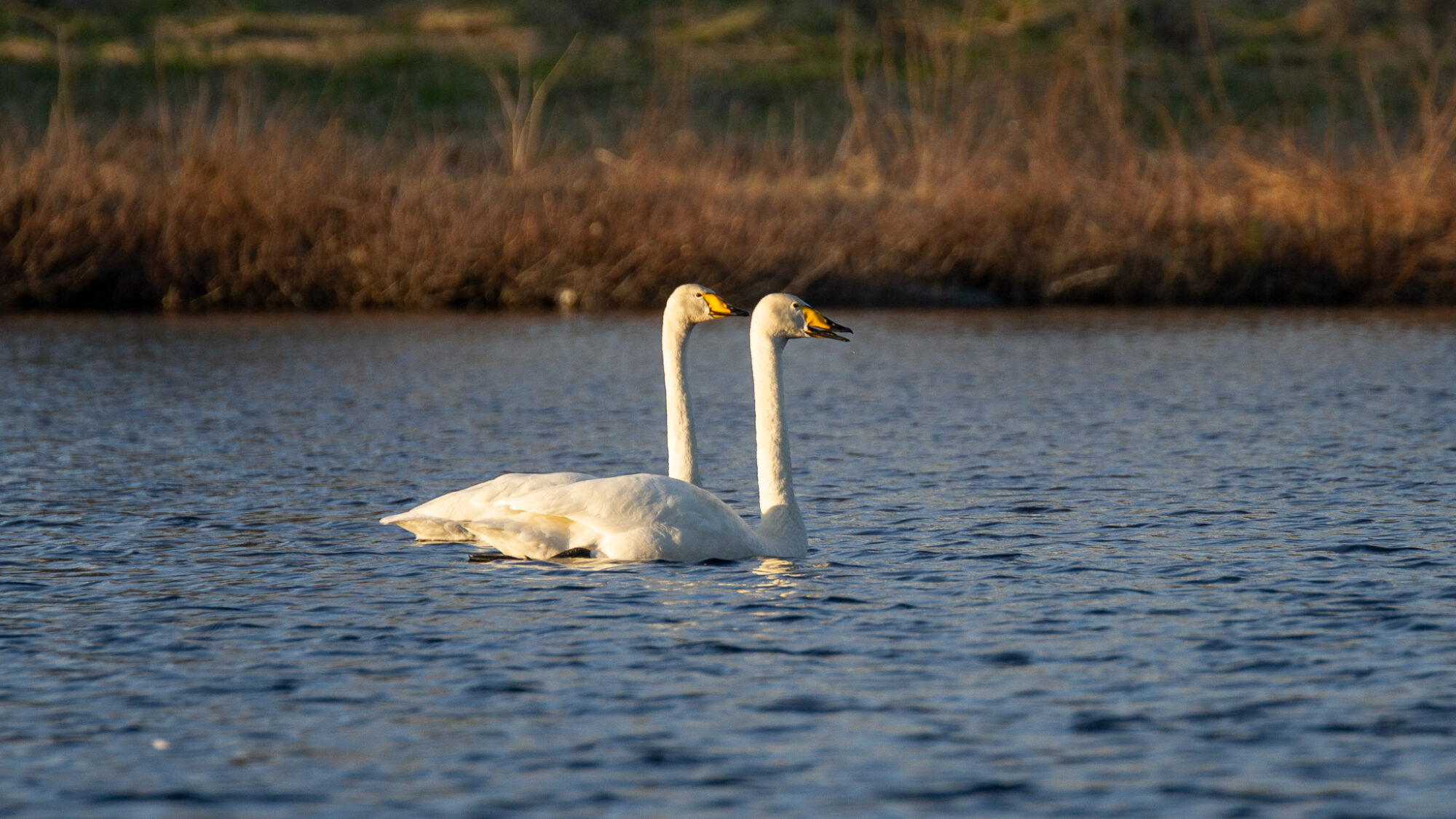 Valokuvaaja: Helena Minkkilä