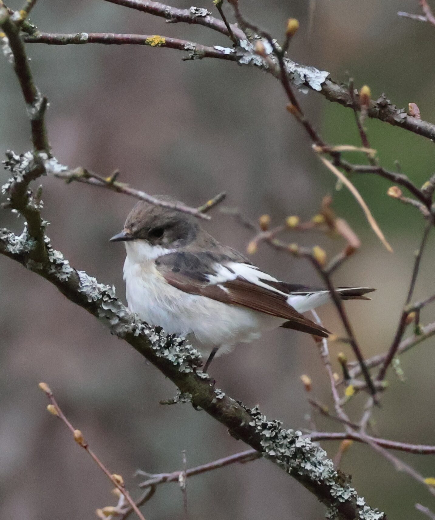 Valokuvaaja: Hanna Rönty