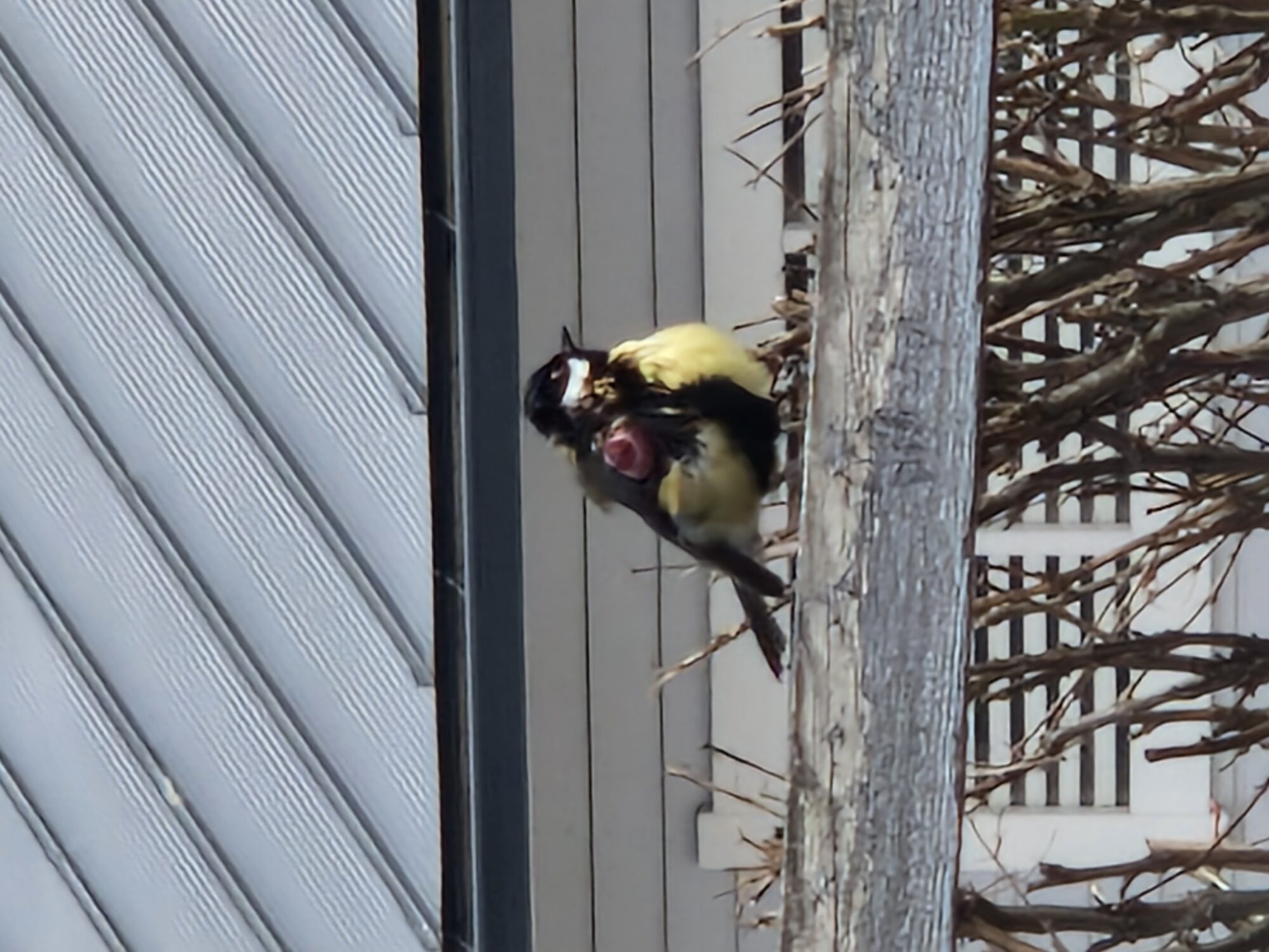 Valokuvaaja: Laura Hirvonen