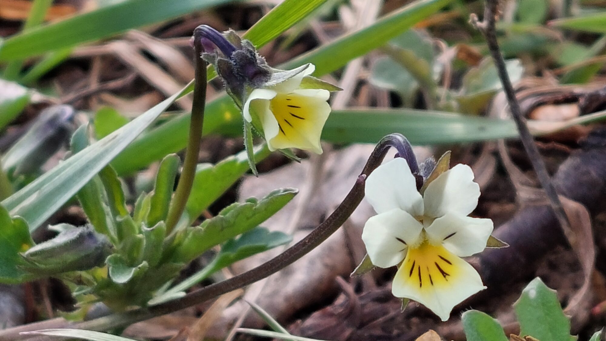 Valokuvaaja: Tarja Naukkarinen