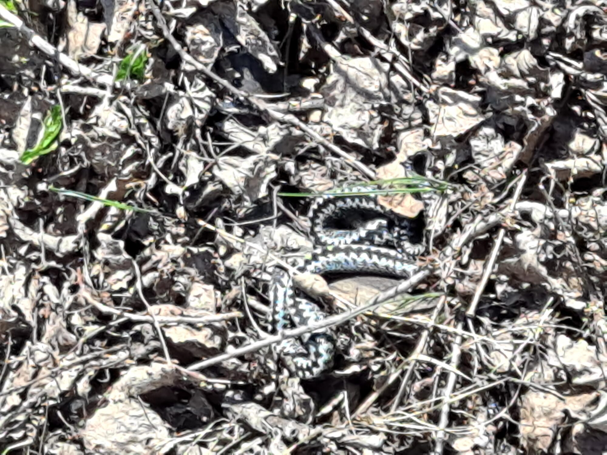 Valokuvaaja: Satu Suuntala