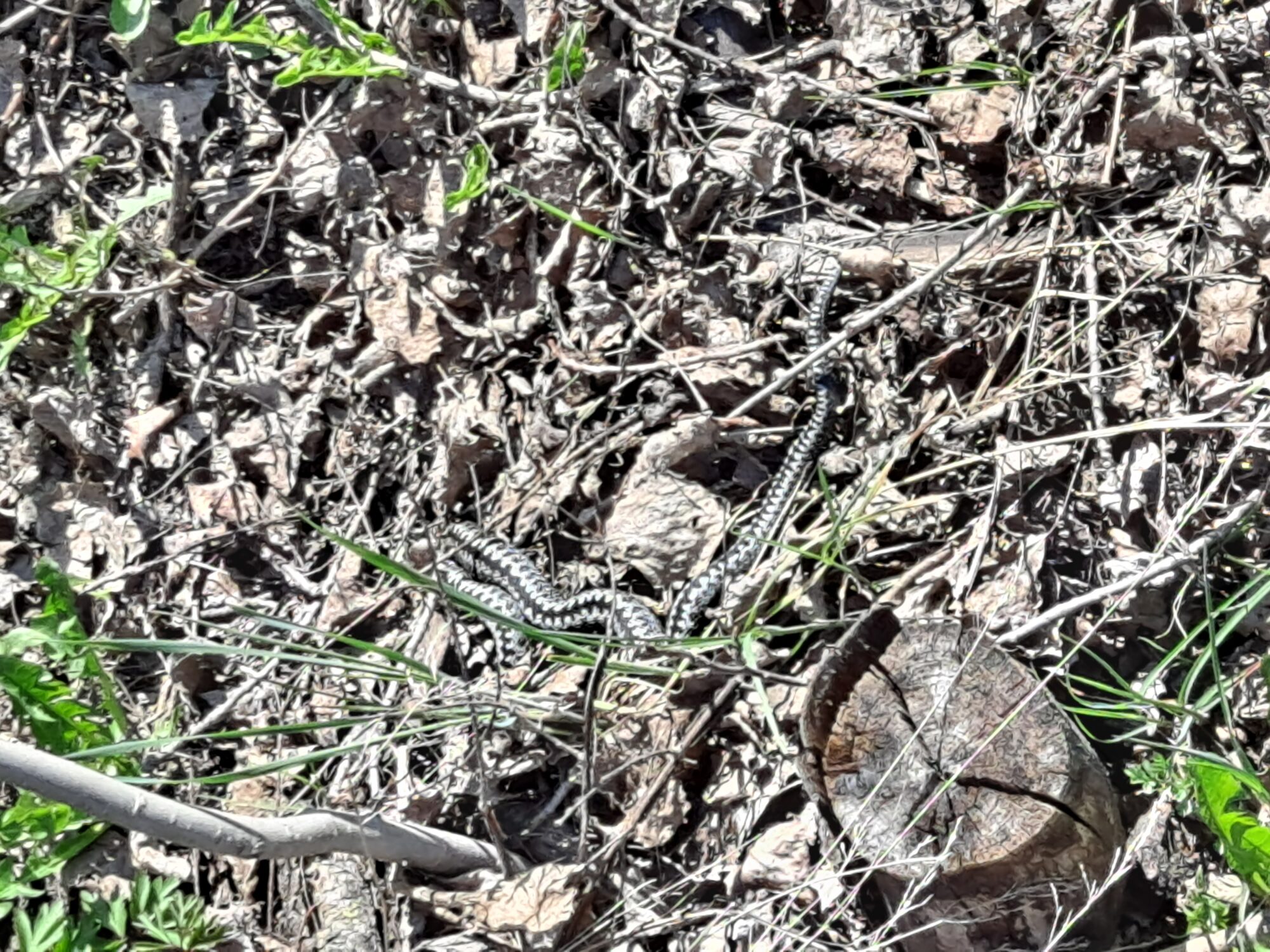 Valokuvaaja: Satu Suuntala