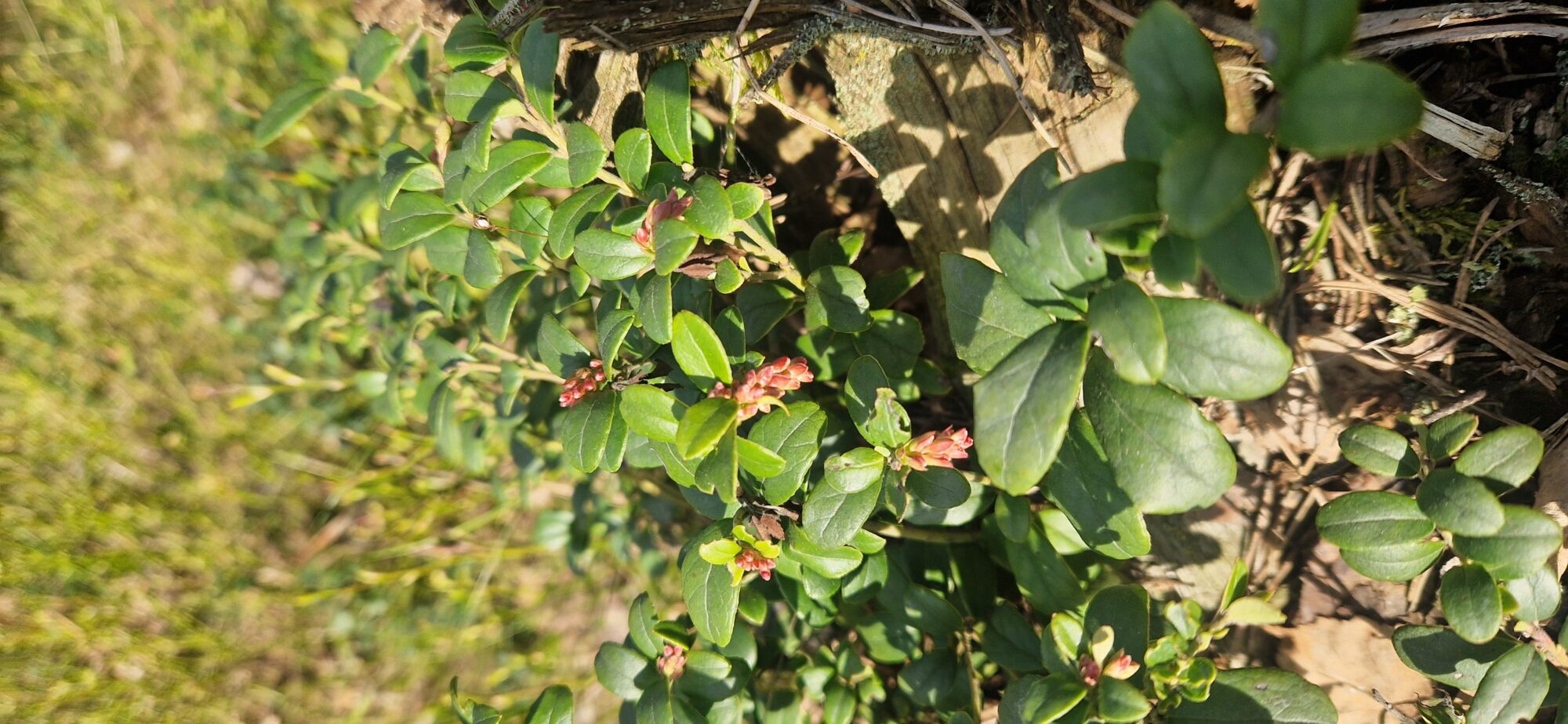 Valokuvaaja: Emma Juvonen