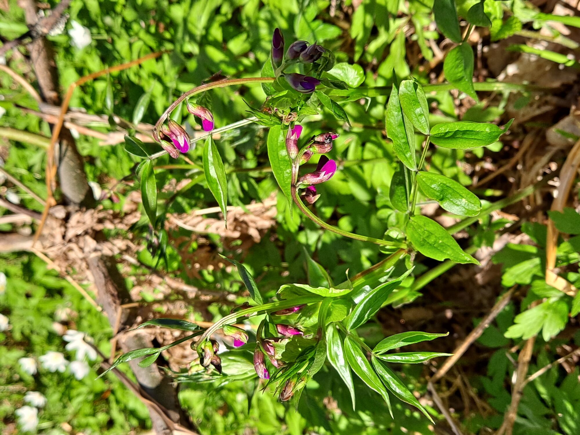 Valokuvaaja: Satu Suuntala Valokuvaaja: Satu Suuntala