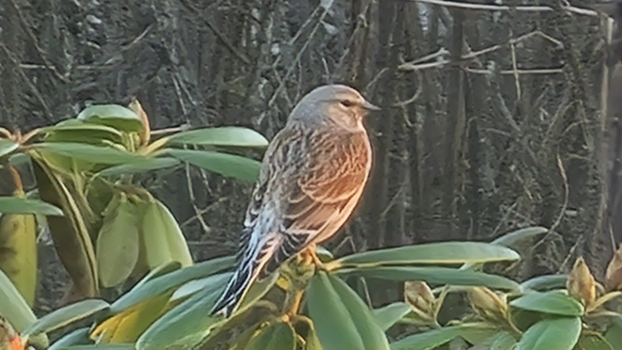 Valokuvaaja: Terttu Honkaranta