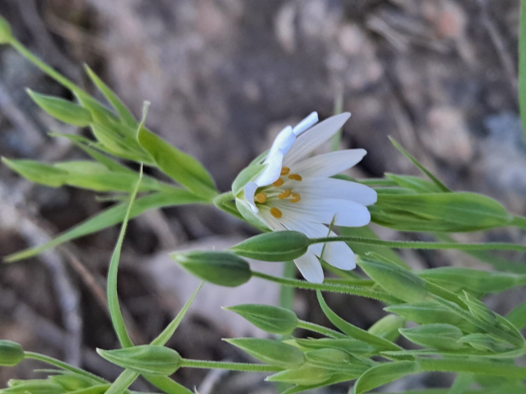Valokuvaaja: Satu Suuntala