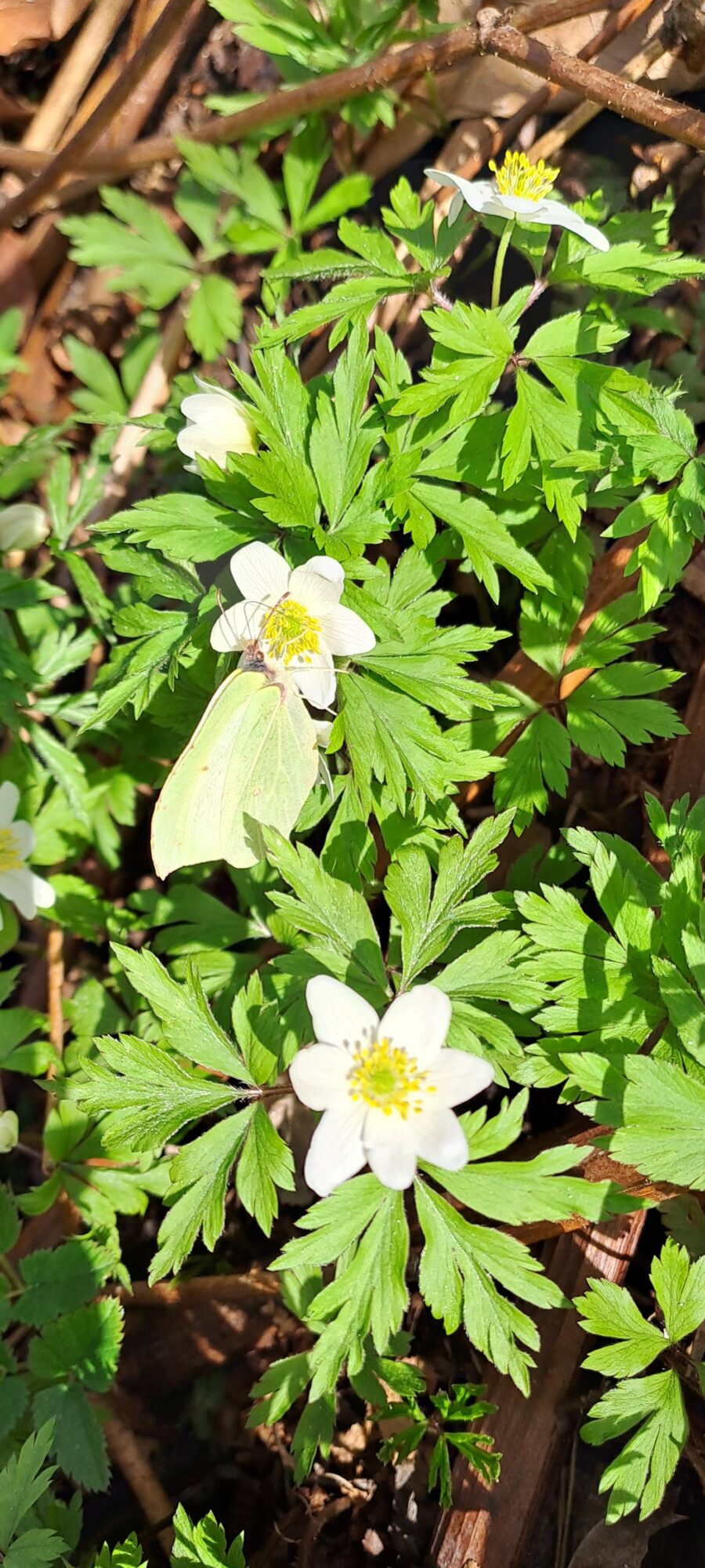 Valokuvaaja: Eija Johanna Saastamoinen