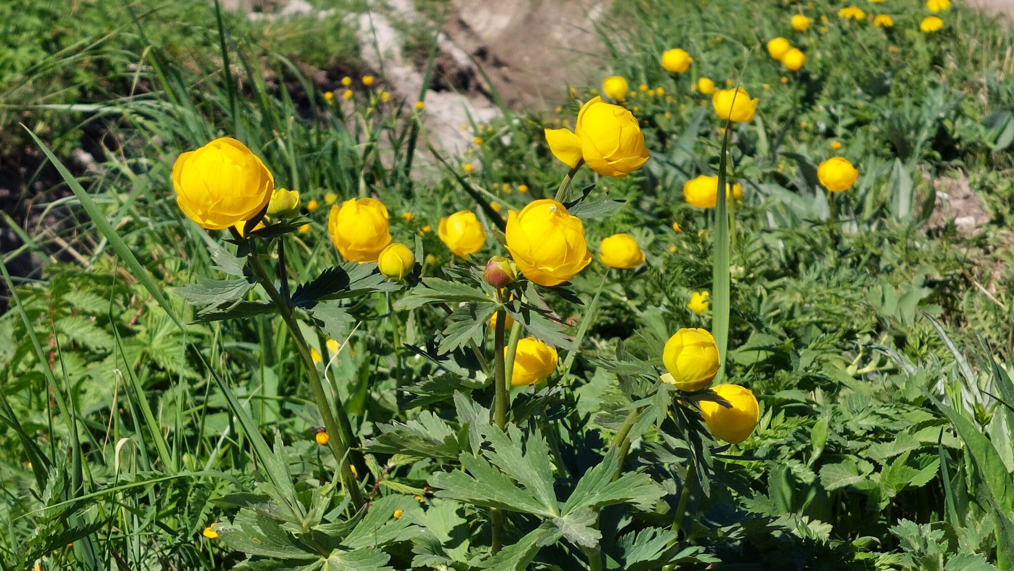 Valokuvaaja: Tarja Naukkarinen