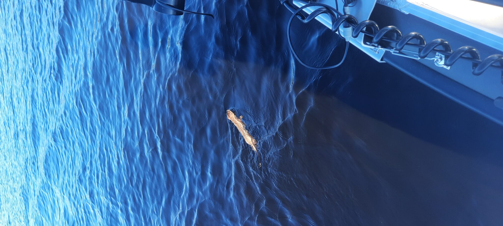 Valokuvaaja: Jani Lintula Valokuvaaja: Jani Lintula