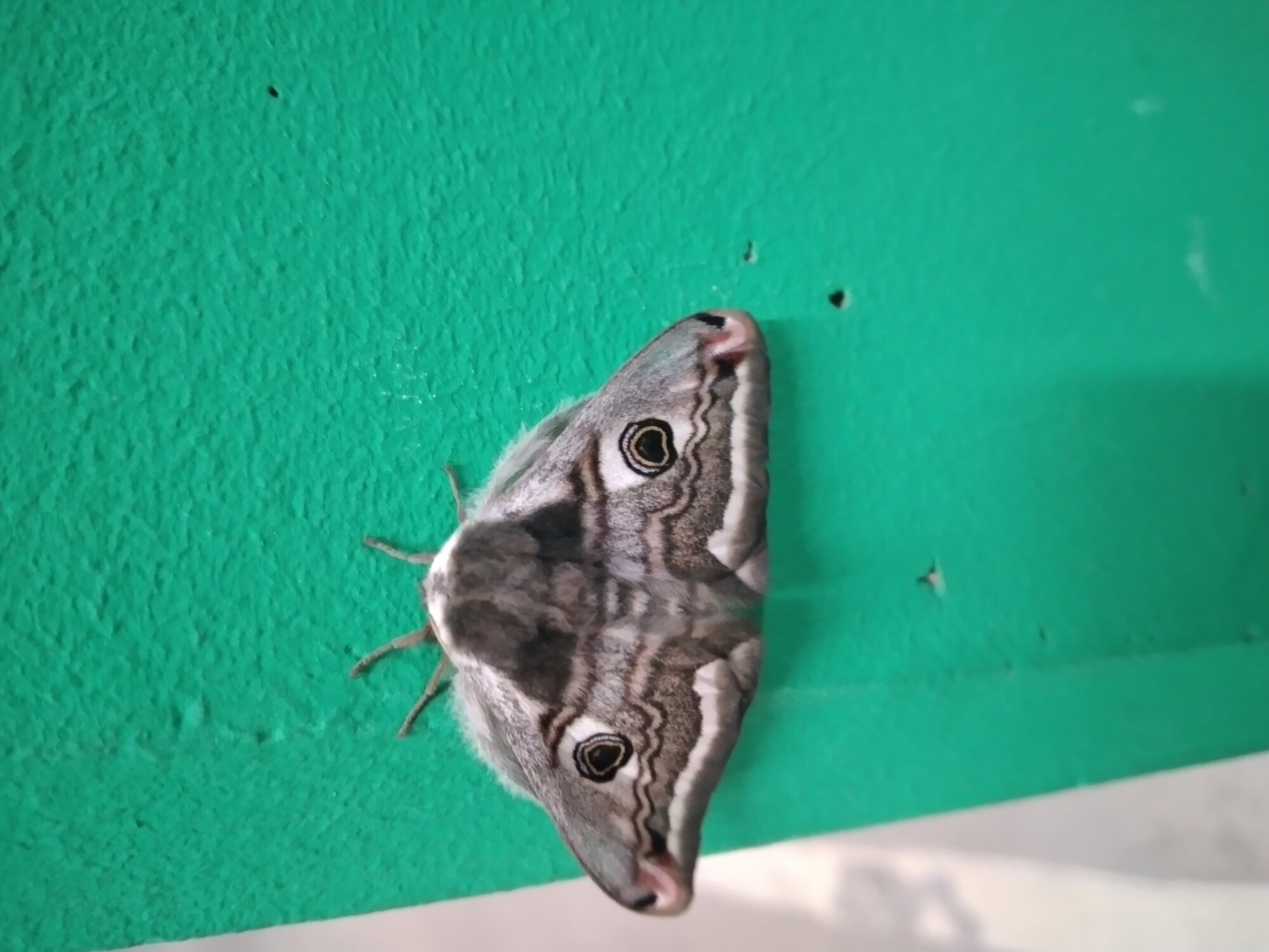 Valokuvaaja: Johanna Nummenpää