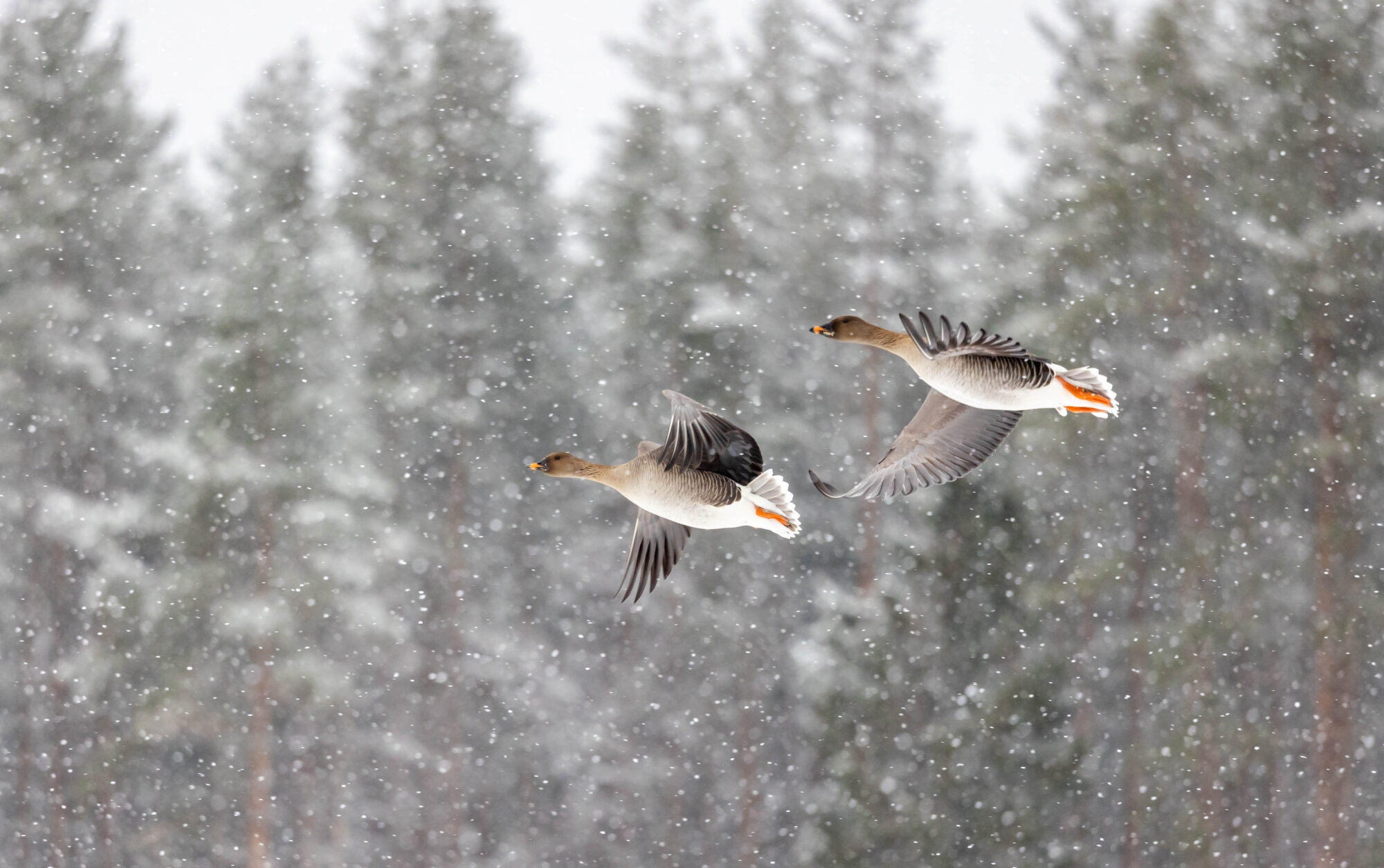 Valokuvaaja: Anne keskivinkka
