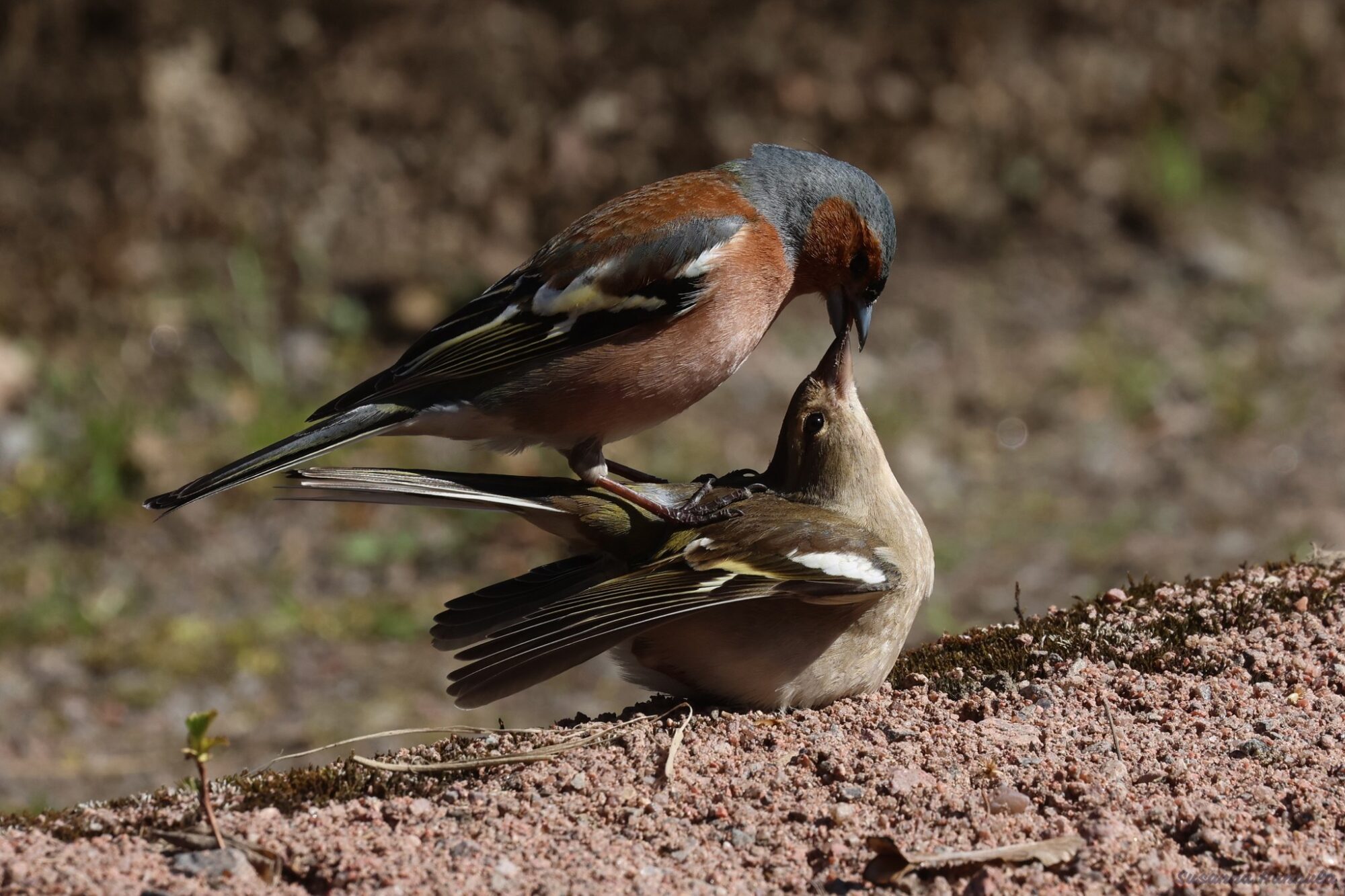 Valokuvaaja: Susanna Hannula