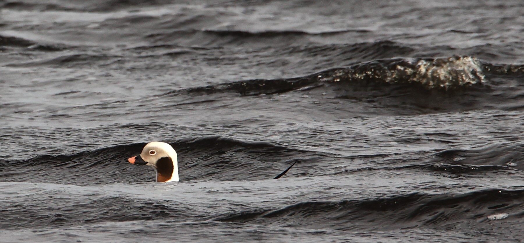 Valokuvaaja: Kaarina Heiskanen