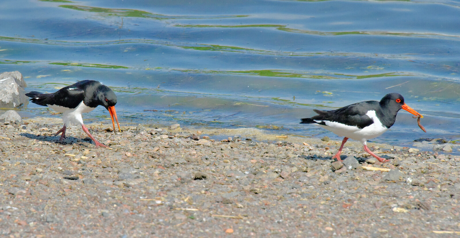 Valokuvaaja: Reijo Juurinen