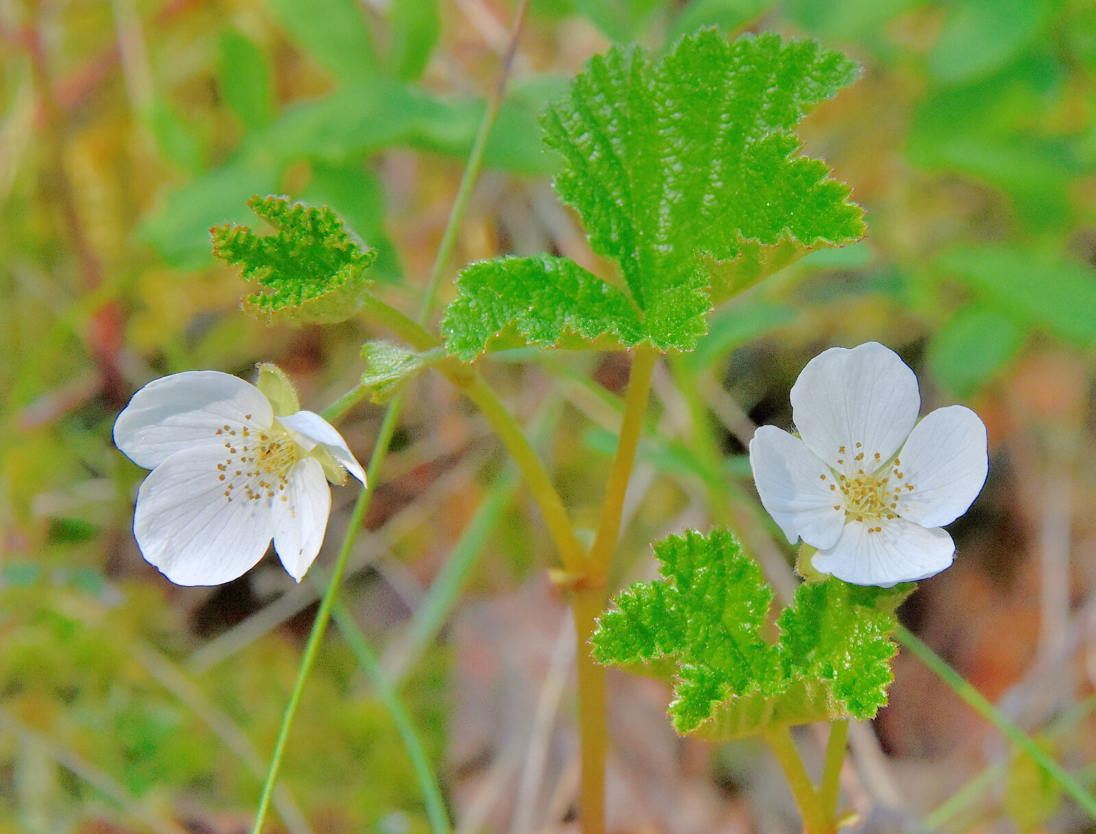 Valokuvaaja: Reijo Juurinen