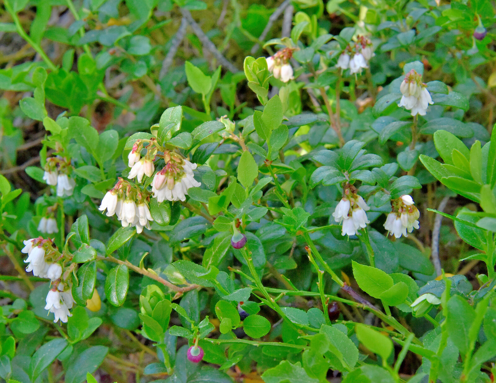 Valokuvaaja: Reijo Juurinen